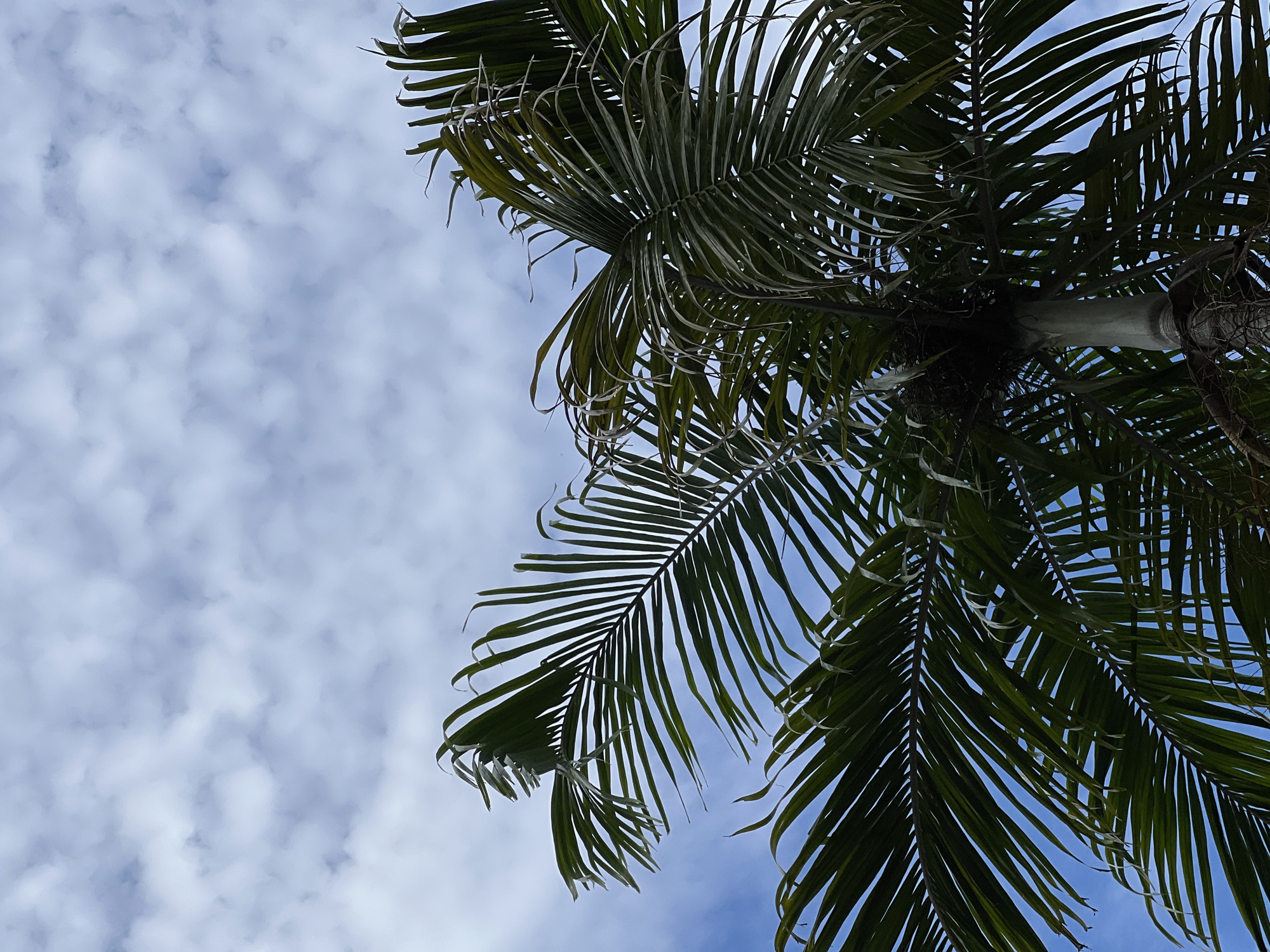 A close-up, low-angle view of the crown of a palm tree against a cloudy blue sky. The palm fronds are dark green and appear somewhat dry and wispy at the tips. The trunk of the palm tree is visible at the bottom center, showing its rough texture and segmented appearance. The sky is filled with scattered white clouds.