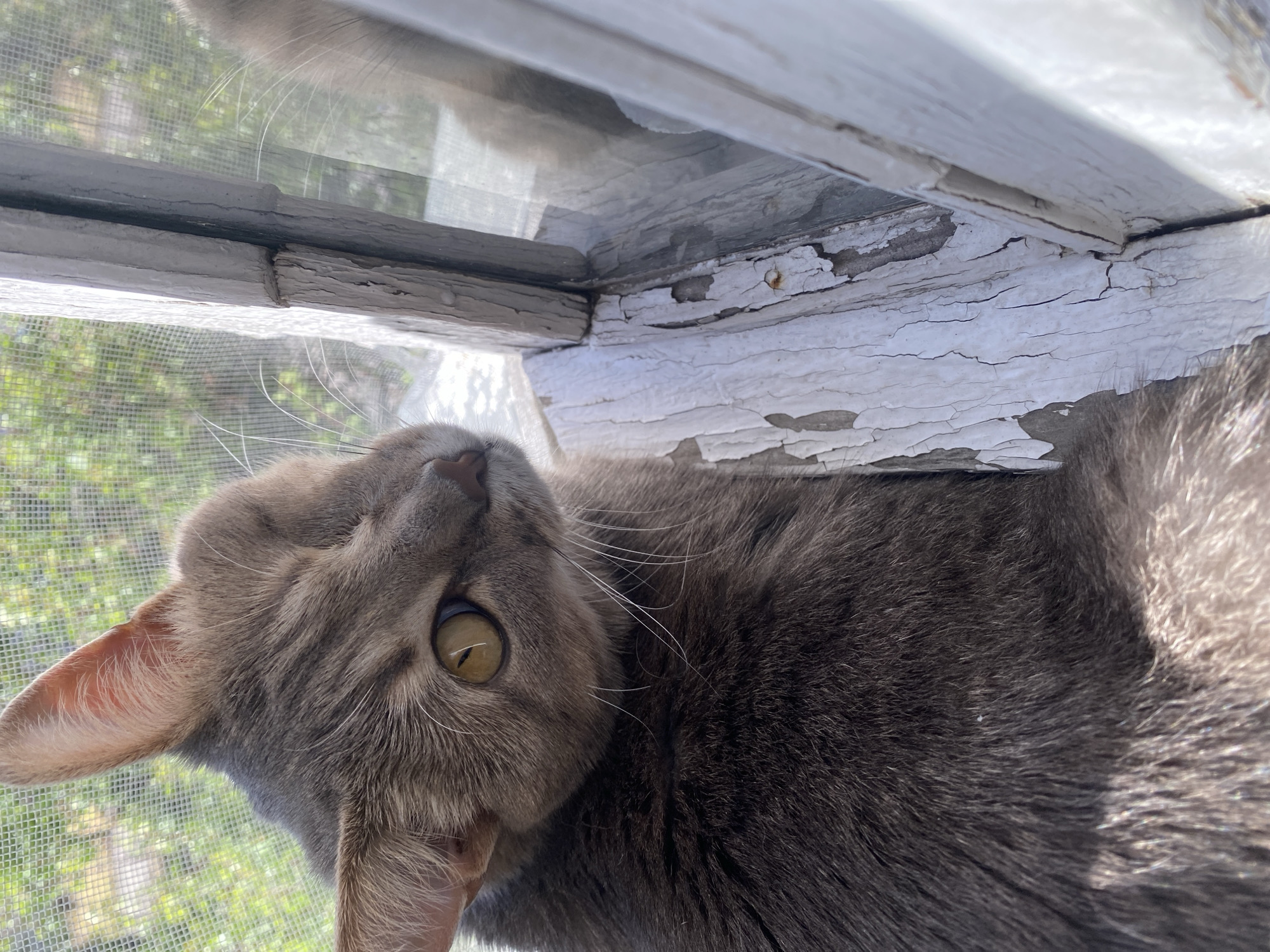 A close-up, eye-level, vertical shot shows a gray cat with yellow eyes sitting on a window ledge. The cat is looking to the right, with its head turned away from the camera. The cat's fur is short and dense, with darker stripes on its head and back. The cat's left ear is visible, and it is pointed upwards. The cat's right ear is not visible. The cat's right eye is open and appears to be looking at something outside the window. The cat's left eye is partially obscured by its head. The cat's nose and mouth are not visible.
The window frame is made of wood and is painted white. The paint is peeling and cracked, revealing the wood underneath. The window is covered with a screen, which is visible in the background. Through the screen, blurry green foliage can be seen. To the right of the cat, there is a reflection of the cat in the window glass. The reflection shows the cat's face and body. The background is out of focus, but it appears to be a garden or yard. The lighting in the image is natural, and it appears to be daytime. The overall mood of the image is calm and peaceful.