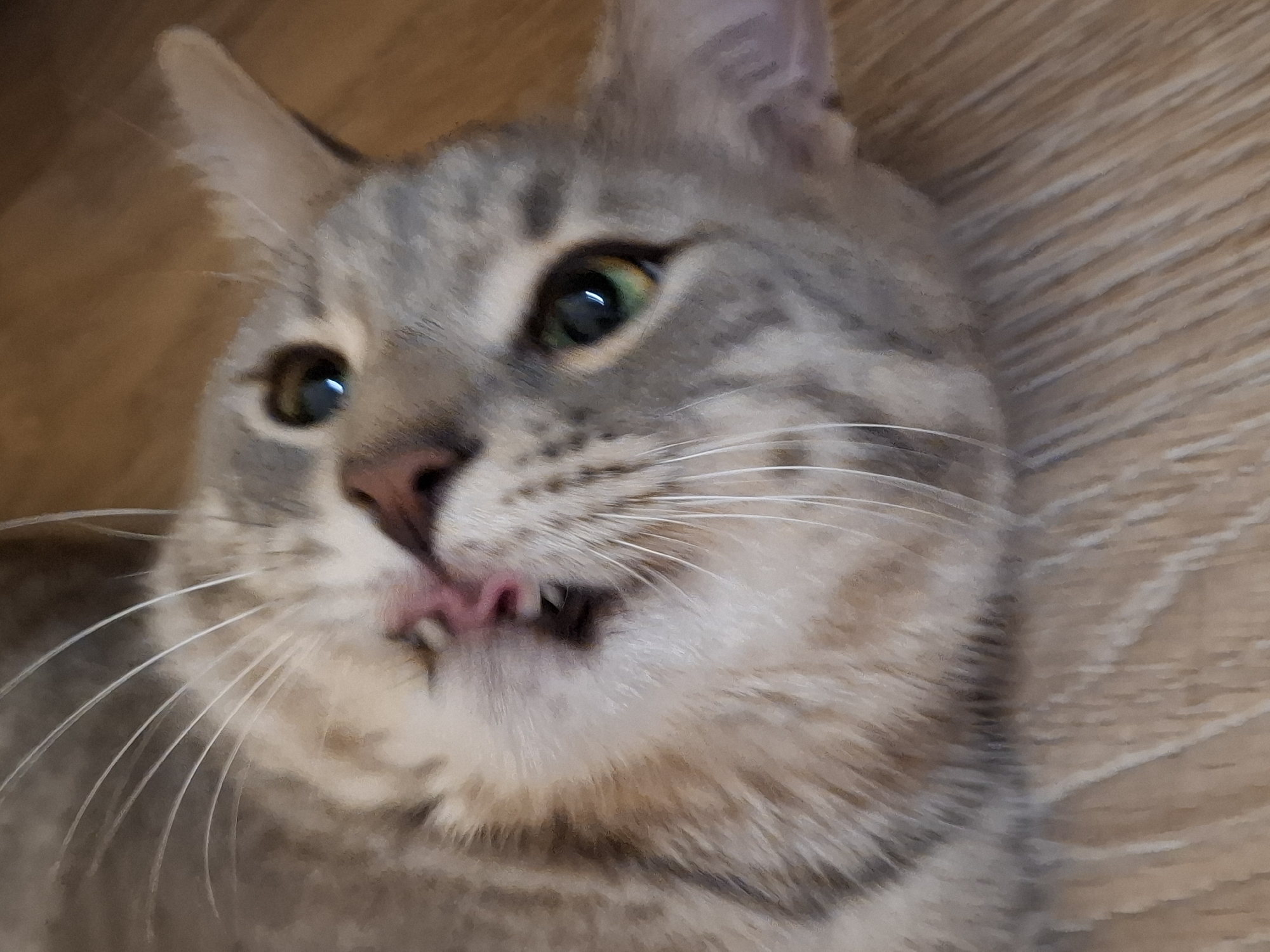 A close-up shot shows a cat's face as it lies on a wooden floor. The cat has grey tabby fur with black stripes. Its eyes are green, and its mouth is slightly open, revealing its pink tongue and teeth. The cat's whiskers are long and white. The background is a wooden floor with a wood grain pattern. The image is a photograph taken in Zemun Urban Municipality, Serbia.