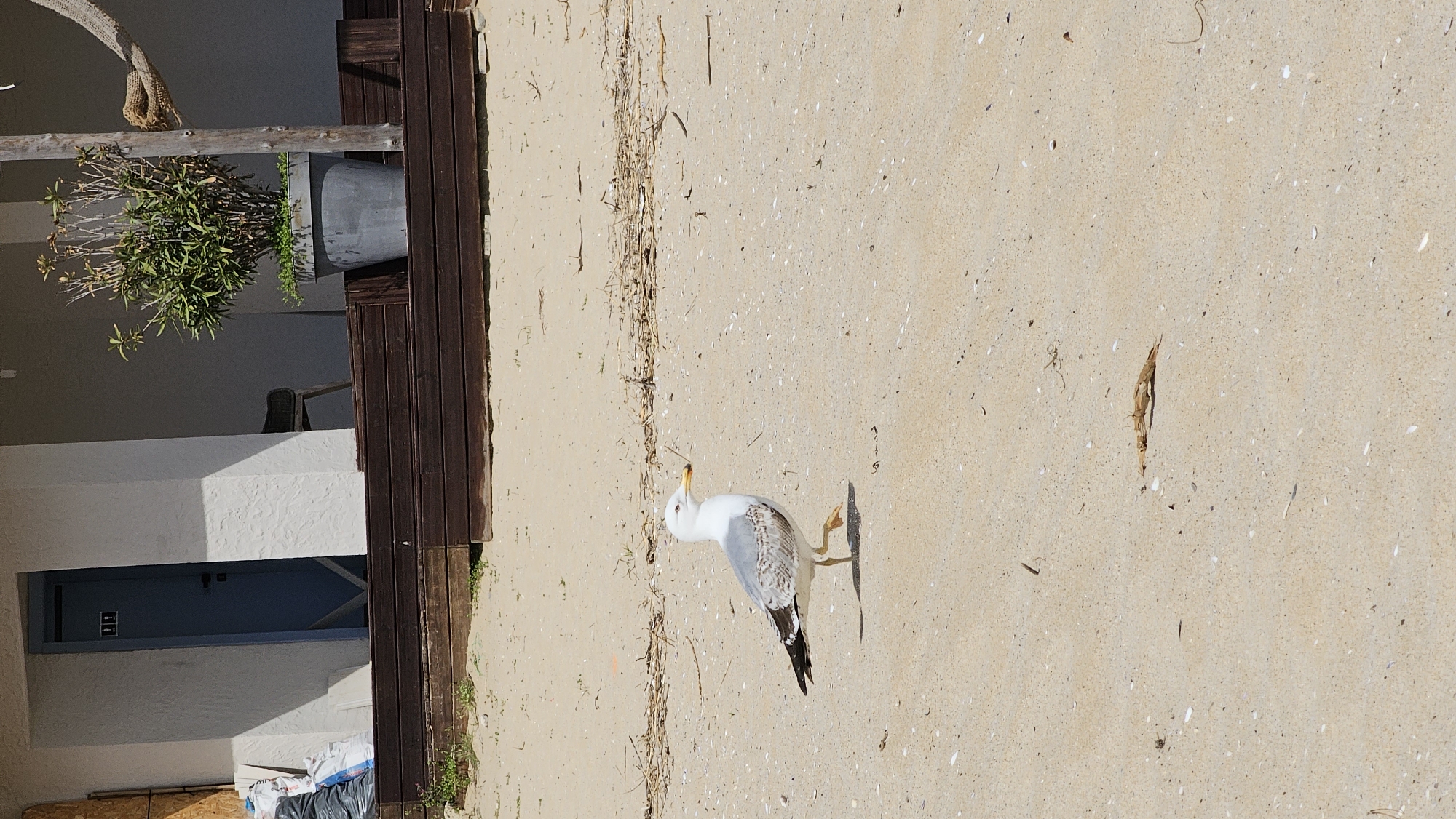 A medium-shot captures a seagull standing on a sandy surface, possibly a beach. The bird has white and grey plumage, and its head is turned towards the left side of the frame. A shadow cast by the seagull is visible on the sand. The beach is sparsely littered with small debris and vegetation. In the background, a portion of a building is visible. It has a dark brown wooden structure and a white wall with a blue door. A potted plant is hanging from a wooden beam. Based on the coastal environment and the architecture, it could be assumed that the location is Varna, Bulgaria.