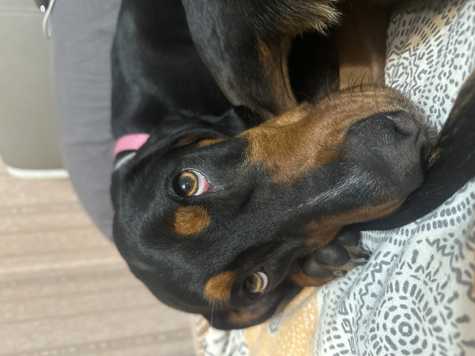 A close-up, slightly rotated image shows a black and tan dog with a pink collar. The dog is lying down on a patterned fabric. The environment is indoors with a wooden floor visible in the background. There are no indications of the city of Varna, Bulgaria in this image.
