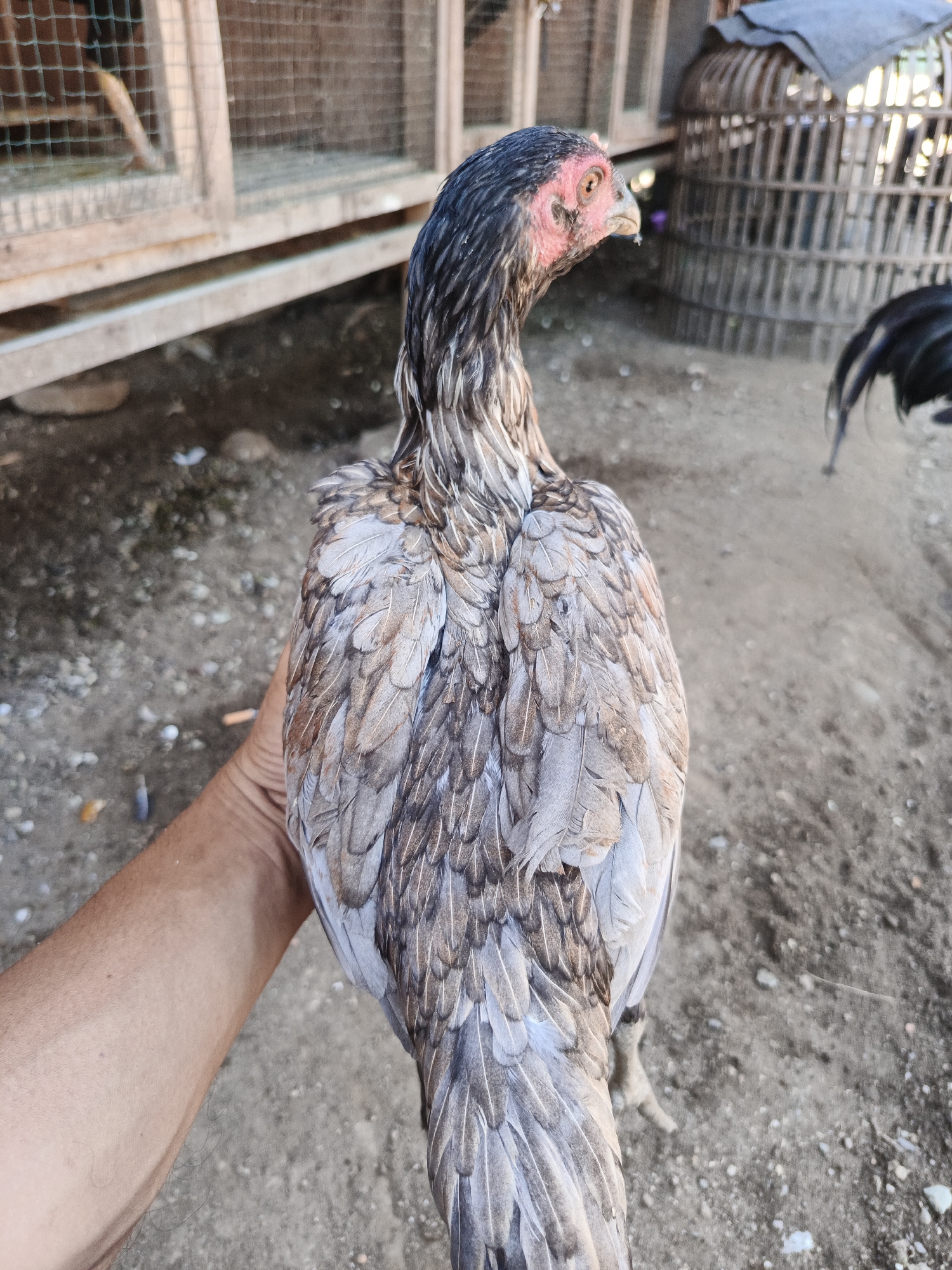 A medium shot depicts the posterior view of a chicken being held by a person's left arm. The chicken's plumage is primarily gray and brown. The chicken is outdoors on what appears to be a dirt or gravel surface. In the background, there is a wooden coop and what appears to be a bamboo cage. Part of another chicken, black in color, is also visible in the background. Based on the prompt, the location is Lhokseumawe, Indonesia.