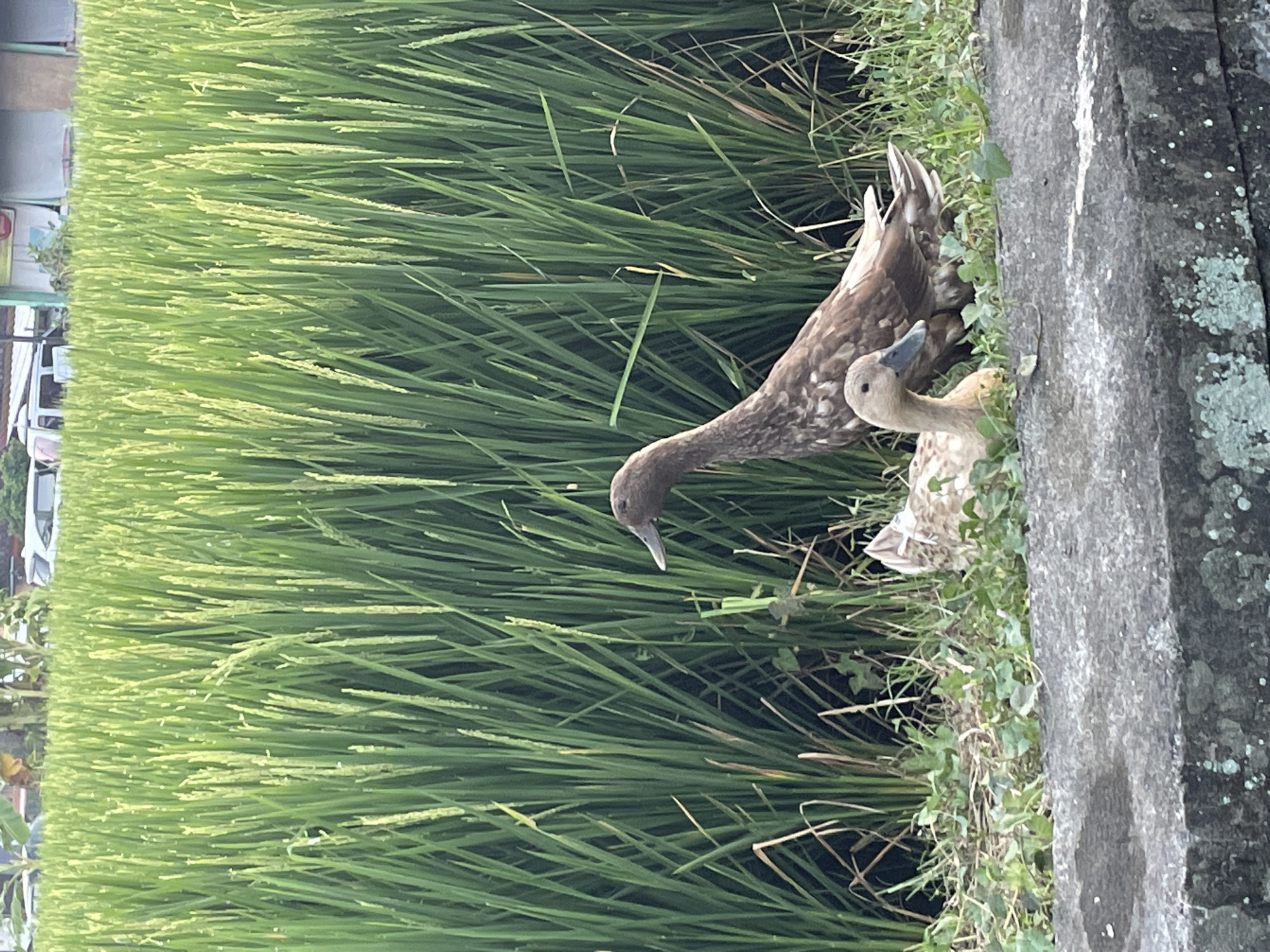Two ducks are beside a rice paddy and a concrete structure in Unknown, Unknown. One duck is brown and the other is a lighter tan. The paddy is lush and green. The concrete structure is gray and weathered.