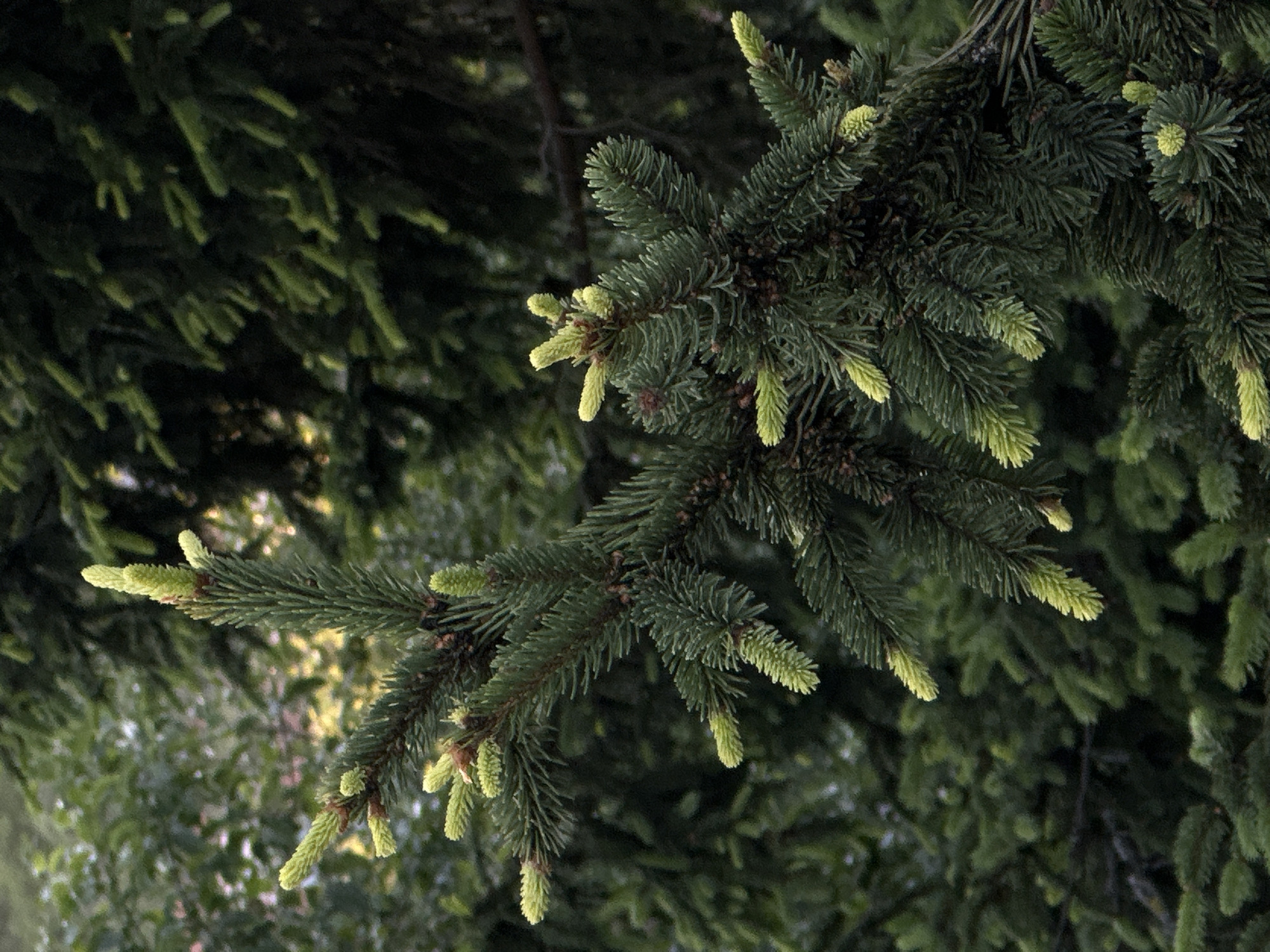 The media file displays a close-up perspective of a conifer tree branch, likely a spruce or fir, showcasing its vibrant new growth. The main branch, sharply in focus, extends diagonally across the frame. Numerous light green, almost chartreuse-colored, soft new shoots or "candles" are prominently featured at the tips of the darker green, mature needles. These fresh growths indicate the spring season.
The background is a soft blur of dark green foliage, suggesting other branches or trees, creating a sense of depth and a natural environment. Patches of lighter green in the background hint at ambient daylight, possibly dappled sunlight filtering through the canopy. No people, man-made objects, or visible text are present. The image captures a serene, natural scene, likely set outdoors in a forest or garden during the daytime in Slavyani, Bulgaria.