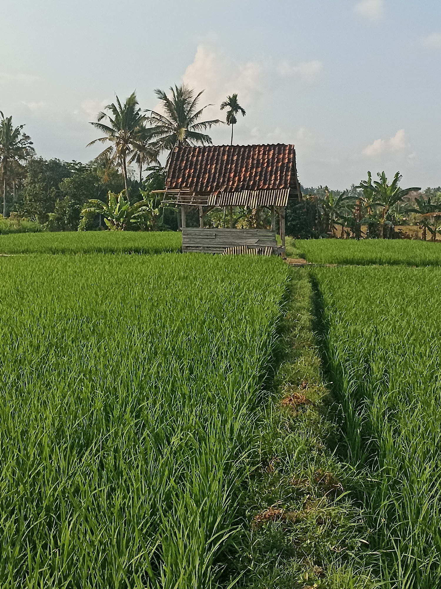 The image depicts a lush green rice paddy field under a bright, partly cloudy sky. A narrow dirt path, worn through the grass, leads towards a small, open-sided wooden hut with a red tiled roof, situated in the middle ground. In the background, a dense line of trees, including palm trees and banana trees, forms a natural border. The overall impression is one of rural tranquility. This scene is located in Mojoagung, Indonesia.