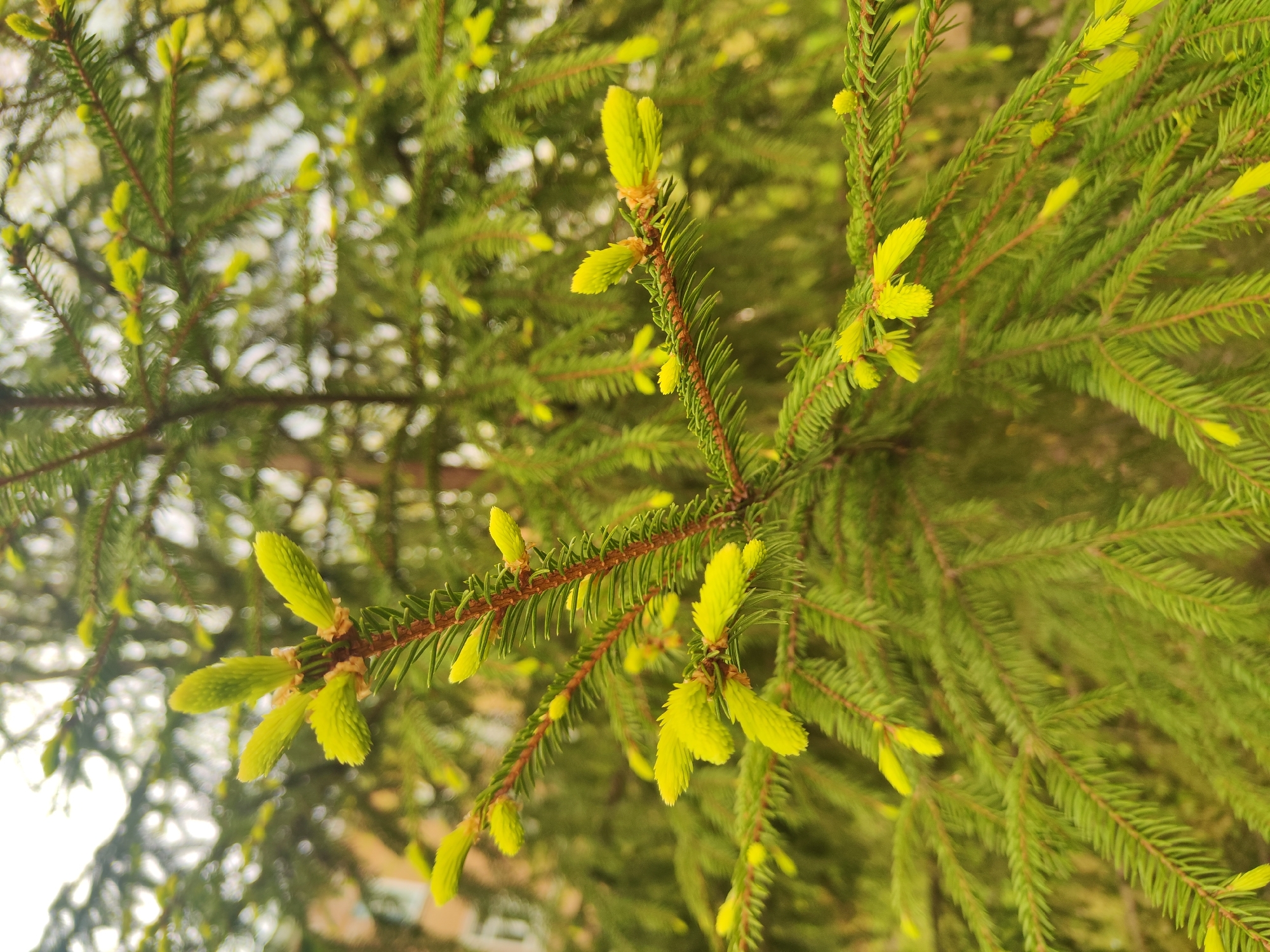 The image shows a close-up of a spruce tree branch with new growth. The new needles are a light green-yellow color, contrasting with the darker green of the older needles. The tree is located in an unknown city, as the location is not specified. The image focuses on the texture and color of the tree's foliage.