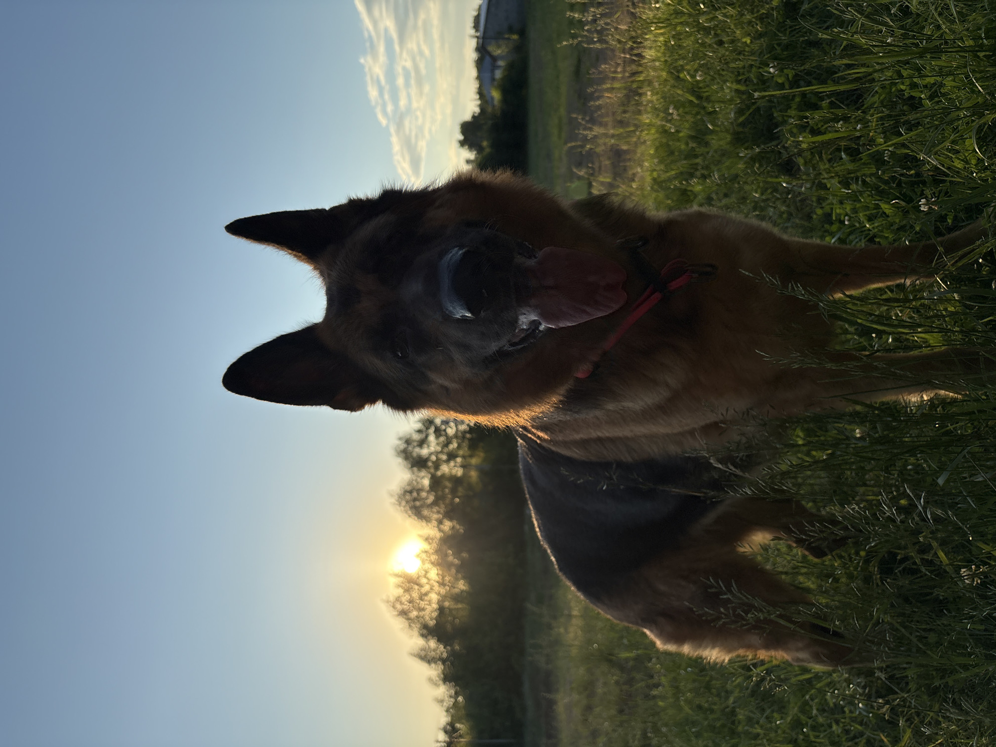 An outdoor, eye-level, full-body shot captures a German Shepherd standing in a grassy field during sunset. The dog is facing the camera, with its tongue hanging out, appearing relaxed. The setting sun is visible in the background, partially obscured by trees, casting a warm glow on the dog and the surrounding vegetation. The sky is a clear blue with a few wispy clouds. The field is covered in tall grass, with some wildflowers interspersed. In the distance, a few buildings and trees can be seen. The image is likely taken in a rural or suburban area. The specific location in the city of Chaikovsky, Russia, cannot be determined from the image alone.