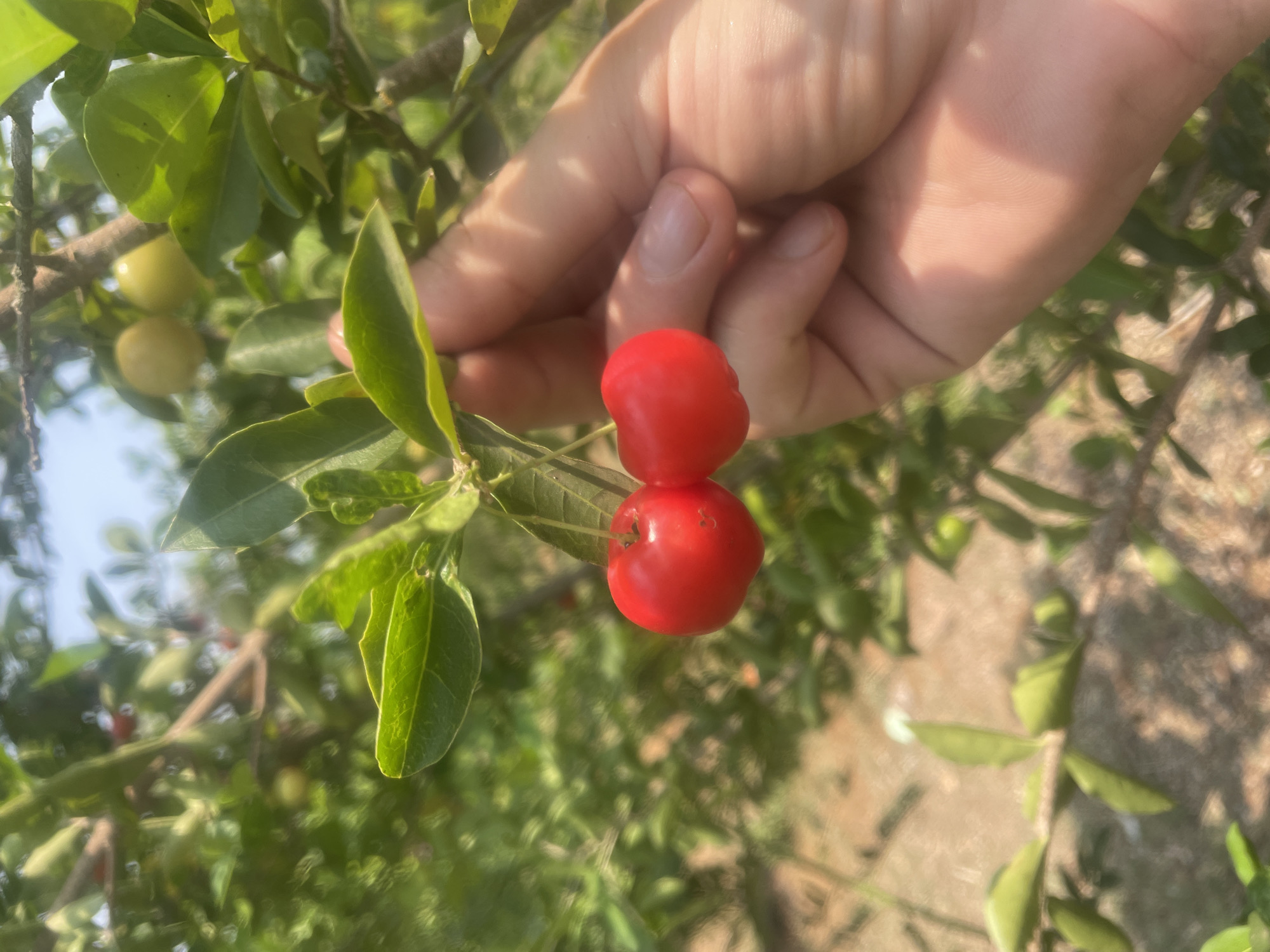 A close-up shot captures a human hand gently interacting with a plant, holding two vibrant red fruits still attached to a leafy branch. The fruits are small, round, and glossy, with a distinct lobed appearance, strongly resembling acerola cherries or similar small berries. One fruit is positioned directly above the other, both connected to the same stem.
The plant features numerous oval-shaped green leaves, some sharply in focus in the foreground, showcasing their veins and texture. Other leaves and branches create a lush, blurred green backdrop. Further back on the branch, several unripe, yellowish-green fruits are visible, indicating different stages of fruit development.
The scene is set outdoors under bright daylight, with clear illumination on the hand and leaves, and natural shadows suggesting a sunny day. The background consists of out-of-focus foliage and light patches, possibly indicating open sky or sun-drenched ground. The image evokes a sense of natural harvest or observation within a garden or orchard environment. No visible text is present in the image. This scene takes place in Dhundshi, India.