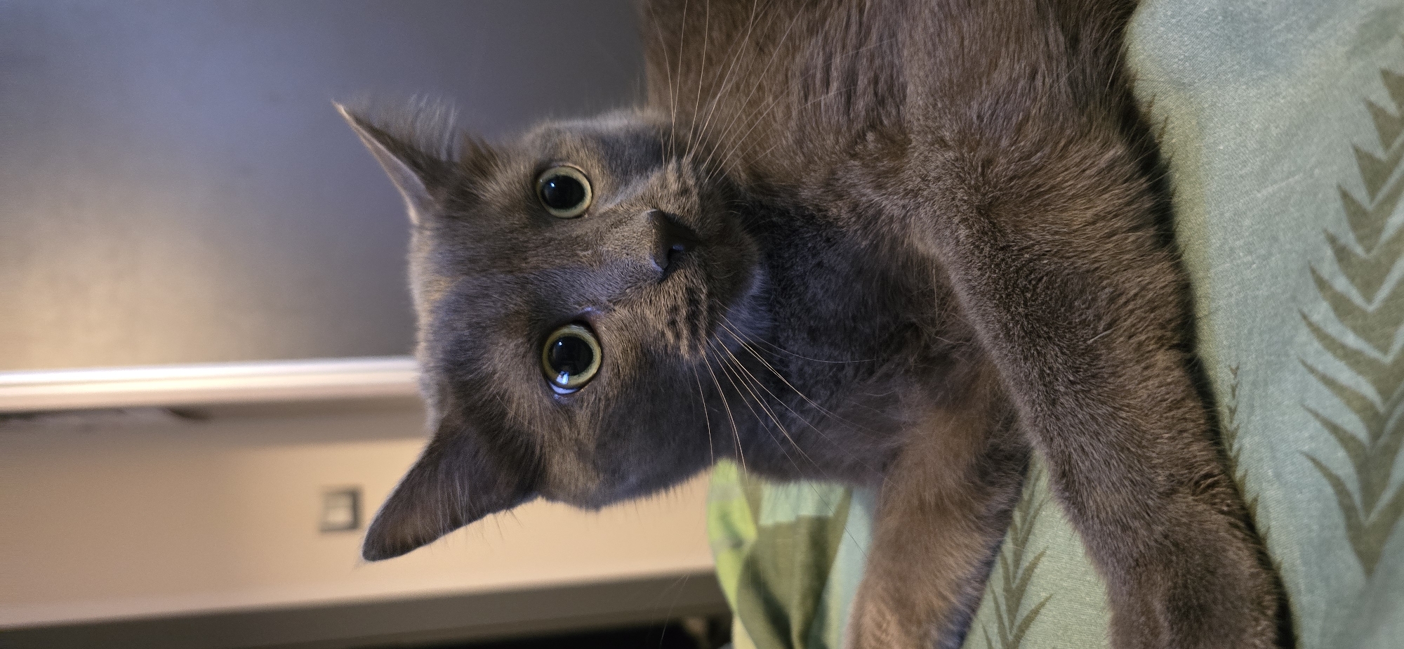 A close-up, vertical, eye-level shot shows a medium shot of a gray cat looking directly at the camera. The cat's face is in focus, with its large green eyes staring intently. The cat's ears are perked, and its mouth is slightly open, revealing a pink tongue. The cat's body is partially visible, with its paws resting on a green, patterned fabric. The background is blurred, showing a wall with a light switch and a doorway. The scene appears to be indoors, possibly in a bedroom or living room.
