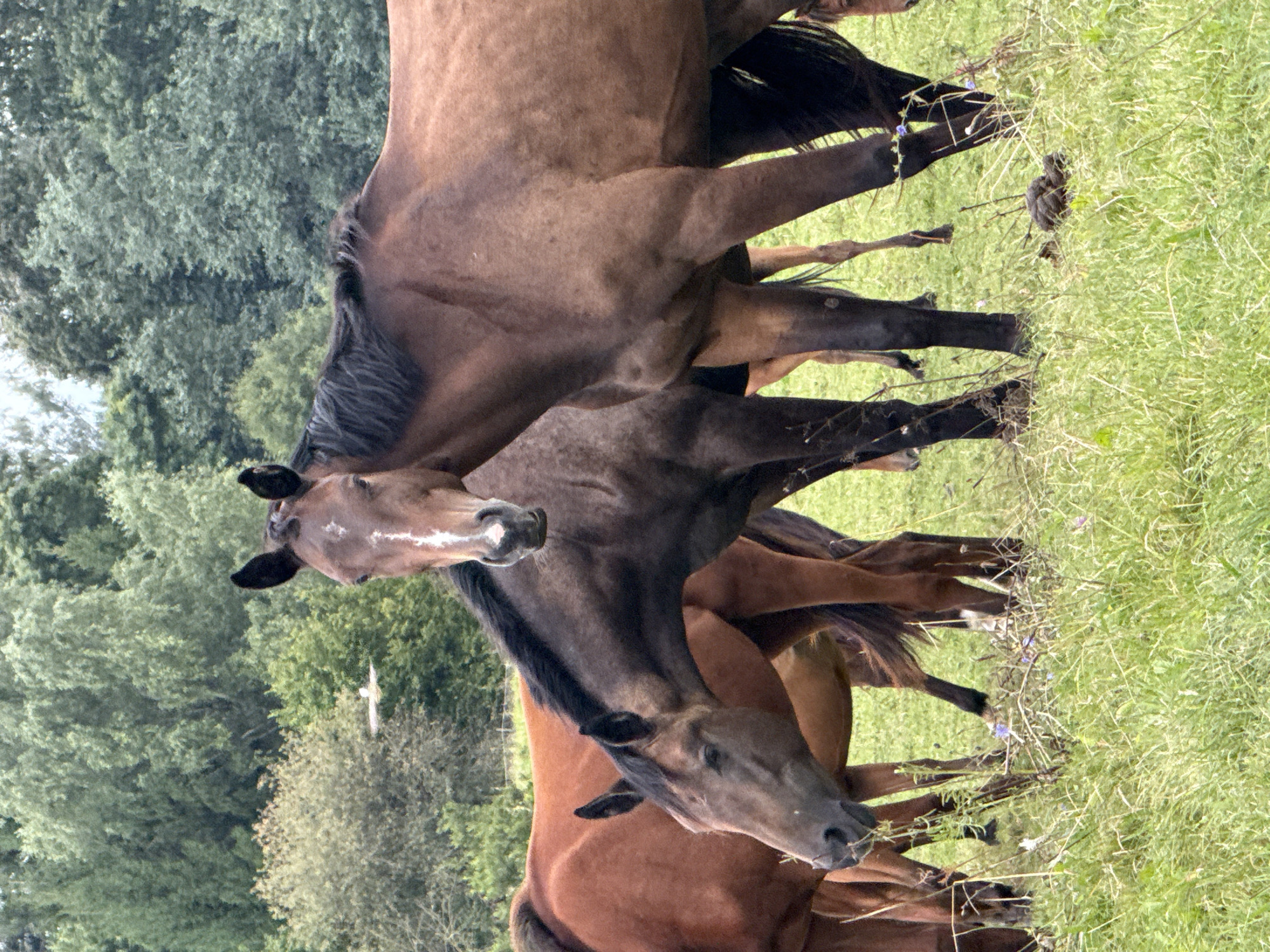The image displays a herd of brown horses grazing in a grassy field with a dense forest in the background. The horses are mostly dark brown, with some lighter brown individuals. One horse in the foreground is looking directly at the camera, while others are engaged in grazing. The environment is natural and rural, suggesting an outdoor setting. There are no people visible in the image. The specific location in Galinė, Lithuania, is not discernible from the visual information provided in the image itself.