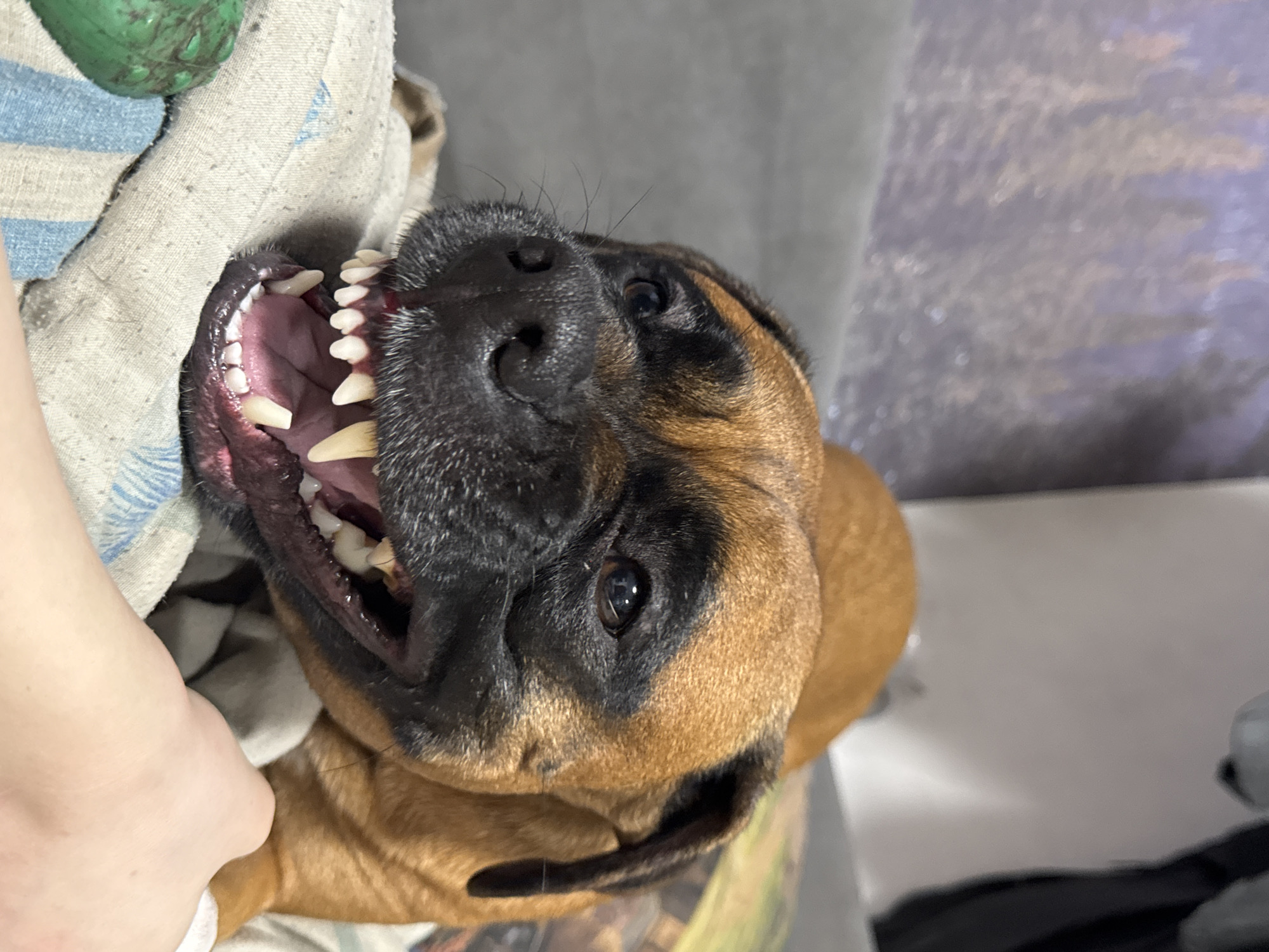 A medium-shot image depicts a brown Boxer dog lying on its back. The dog's mouth is wide open, displaying its teeth. The dog's face is predominantly black around the muzzle and eyes. A person's hand is partially visible on the left side of the frame, holding a striped cloth near the dog's head. A green object, possibly a toy, is also visible near the top-left corner of the cloth. The background appears to be a room with neutral-toned walls. There is no evidence to suggest the image was taken in the city of Chaikovsky, Russia.
