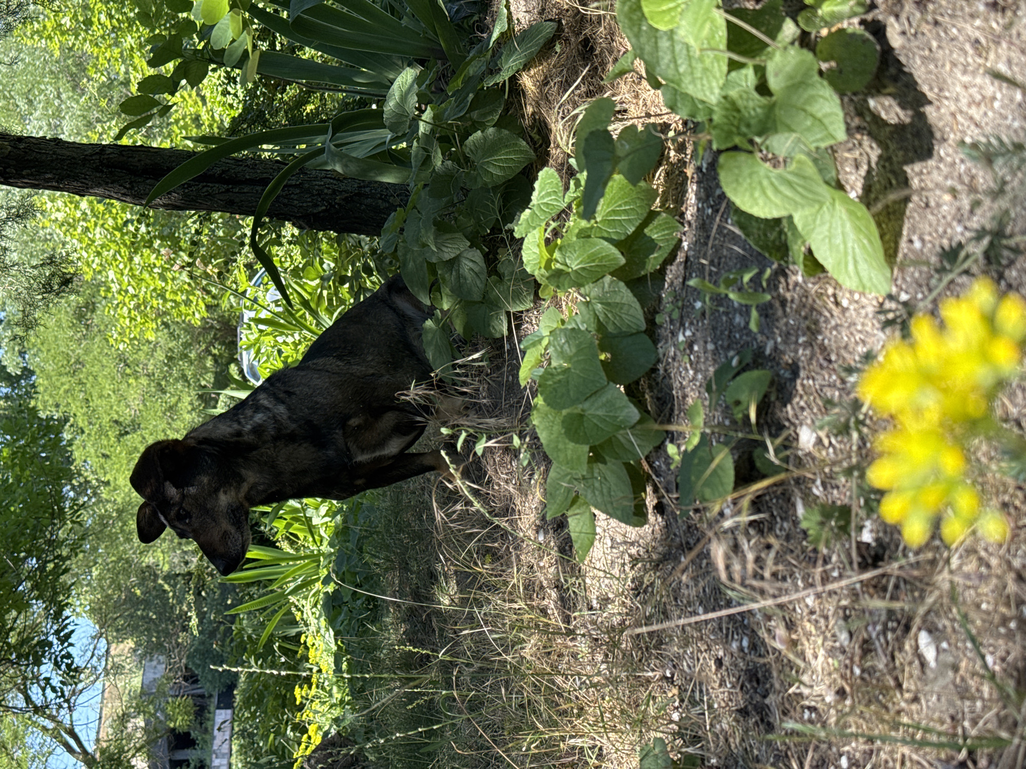A medium-sized, dark-furred dog with pointed ears is sitting attentively in a sun-dappled outdoor area. The dog is positioned to the left of a tree trunk and is looking off to its left. The immediate foreground is covered in dry grass, soil, and some small pebbles, with a patch of blurred yellow flowers in the lower left corner. Behind the dog and to its right, lush green foliage and large-leafed plants create a dense natural environment. In the background, a weathered, abandoned building with visible structural damage is partially obscured by trees and foliage. The scene is consistent with an overgrown, neglected area, potentially on the outskirts of an urban environment. Given the context of Odesa, Ukraine, this could depict a semi-wild or abandoned lot within or near the city, possibly an area impacted by recent events or historical neglect.