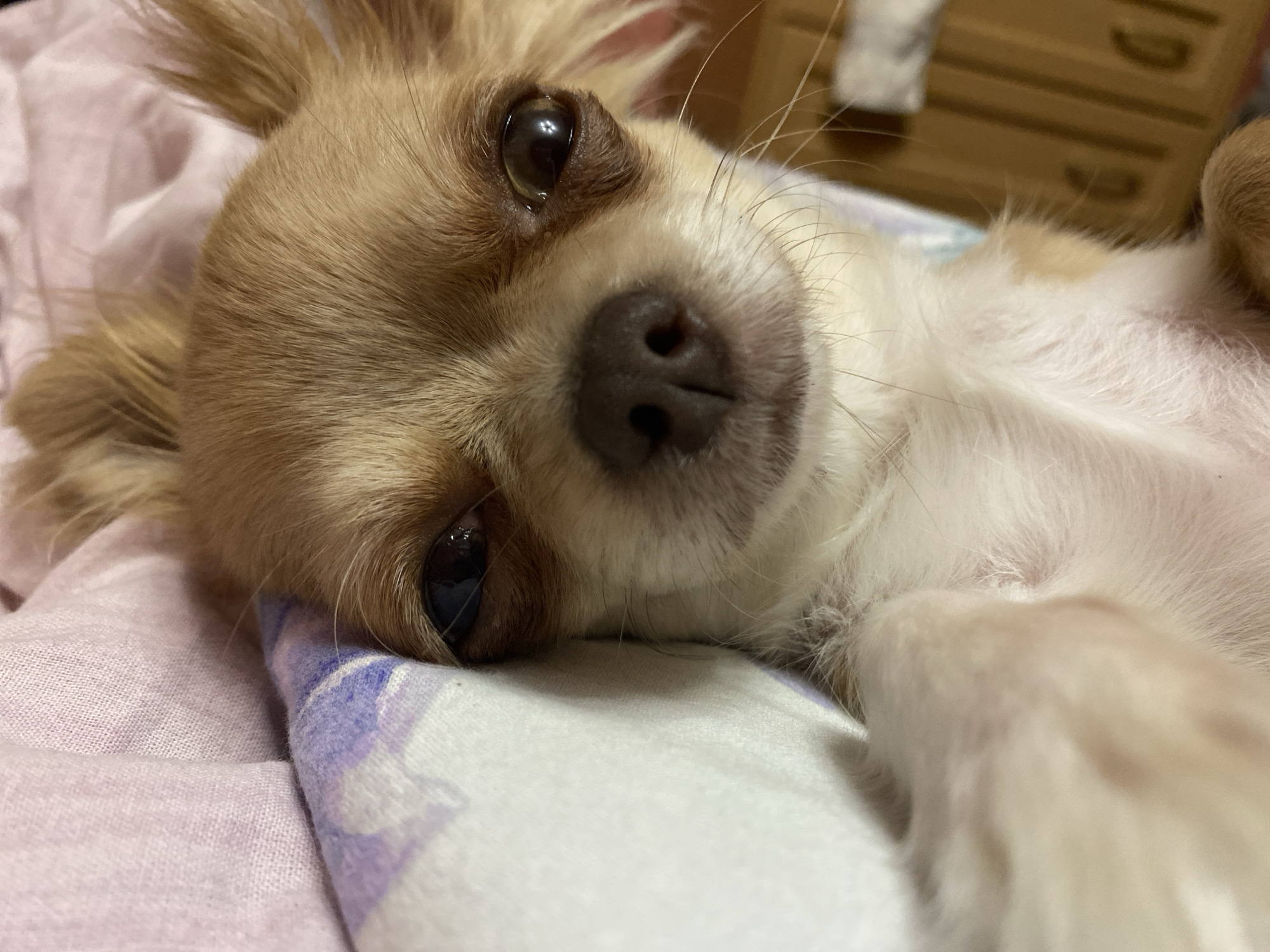 The image shows a close-up, low-angle shot of a small tan and white chihuahua dog lying on its side on a patterned blanket. The dog's head is in the foreground, with its eyes open and looking towards the camera. Its fur is short and appears soft. The blanket has a pink textured fabric on the left and a white fabric with a purple and white floral pattern on the right, where the dog is resting. The background is blurred, showing wooden furniture with drawers. There is no indication of the location in Andzhiyevsky, Russia. The dog appears to be relaxed and possibly tired.
