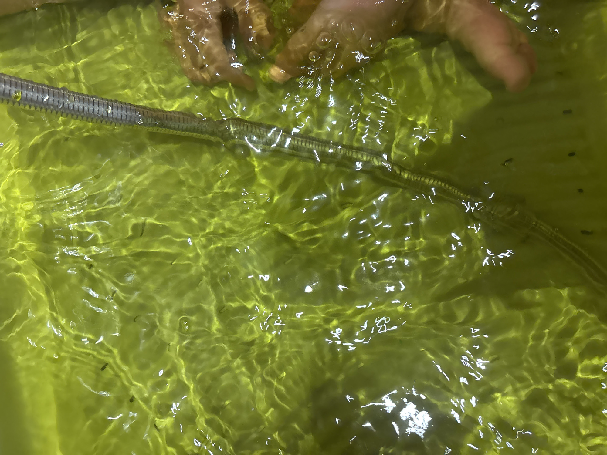 The image captures a close-up view of a green liquid, possibly water with a coloring agent. A silver, cylindrical object with visible markings, resembling a ruler or a scientific instrument, is partially submerged in the liquid. The surface of the liquid is disturbed, creating ripples and reflections. On the right side of the image, parts of two hands are visible, submerged in the liquid. One hand appears to be interacting with the cylindrical object, while the other is more fully submerged. The overall scene suggests a scientific or experimental setup, potentially in a laboratory or educational setting, within Dubai, United Arab Emirates.