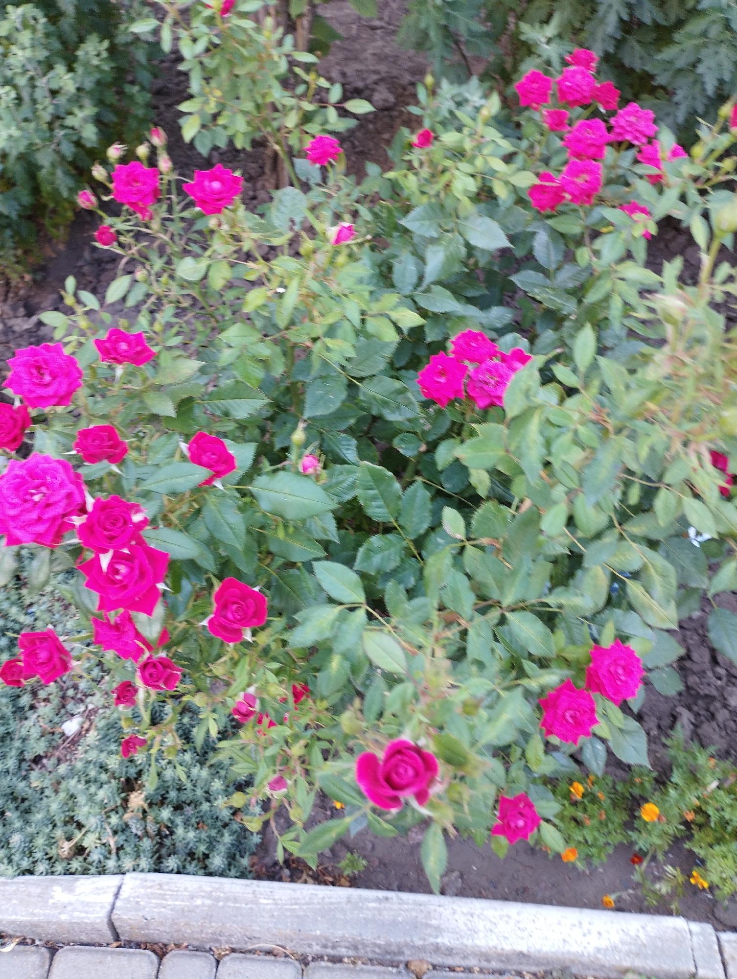 A cluster of bright pink roses is in bloom, situated outdoors. The roses are varied in their openness, with some fully bloomed and others appearing as buds. They are surrounded by lush green foliage. The ground beneath the roses appears to be a mixture of dark soil and some gravel or small stones. In the foreground, a paved pathway made of grey concrete slabs and border stones is visible. The overall scene suggests a garden or park setting within the city of Chornomorsk, Ukraine.