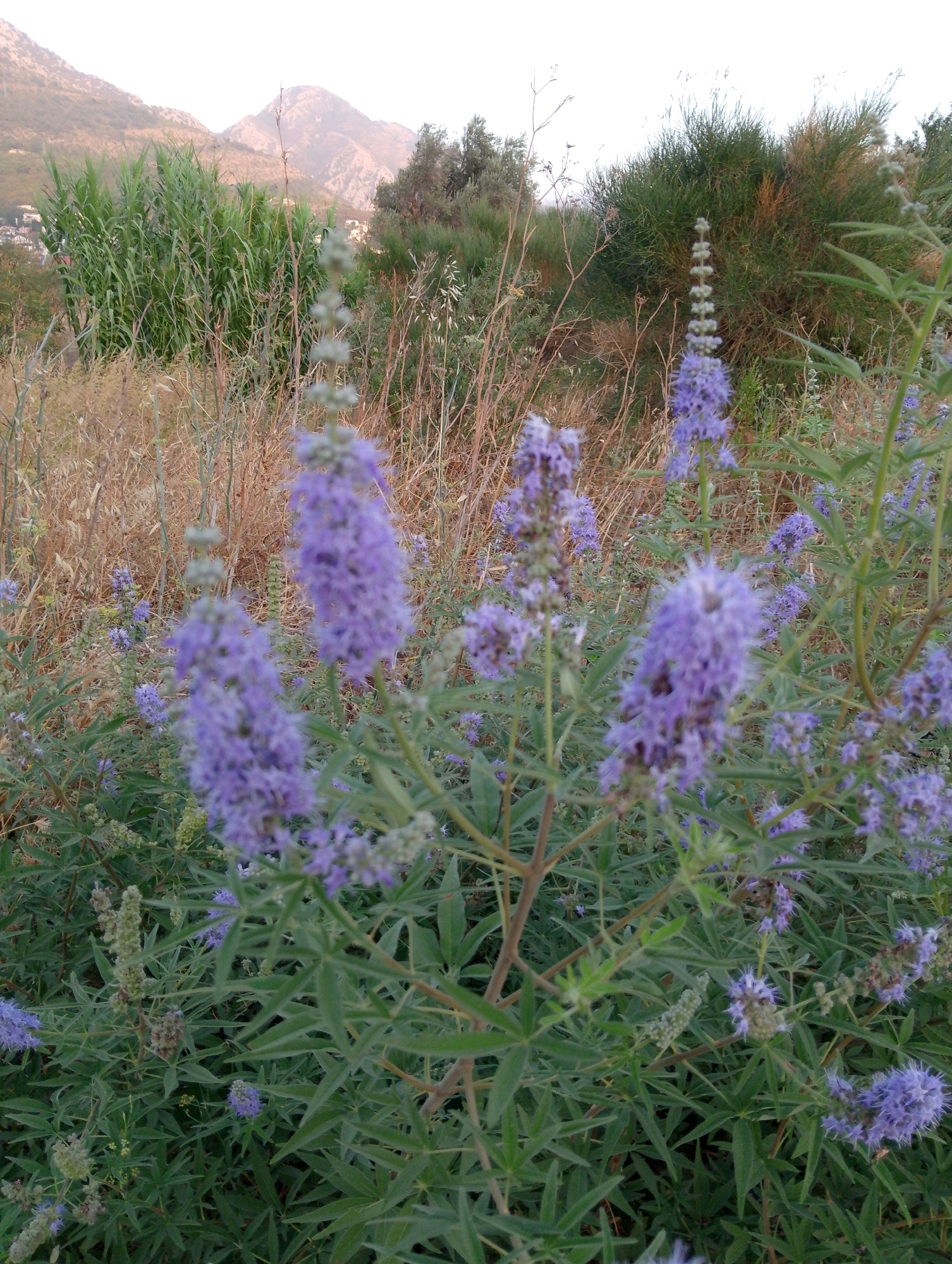 In Sutomore, Montenegro, a close-up view of purple flowers with long, green leaves is captured. The flowers, clustered in tall spikes, are the main subject. In the background, dry grass and shrubs are visible, along with a distant mountain range and some buildings nestled on the hillside. The sky is overcast, suggesting a cloudy day.