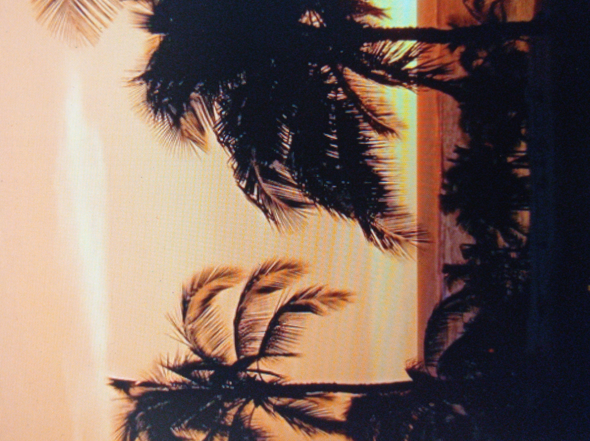 This is a digital photograph of a sunset over the ocean, with palm trees silhouetted in the foreground. The sky is a gradient of orange and yellow, with some pale clouds. The ocean is dark and reflects the colors of the sky. The palm trees are tall and slender, with large fronds. The image is pixelated and appears to be a low-resolution digital capture. The location is not identifiable as Mukachevo, Ukraine.