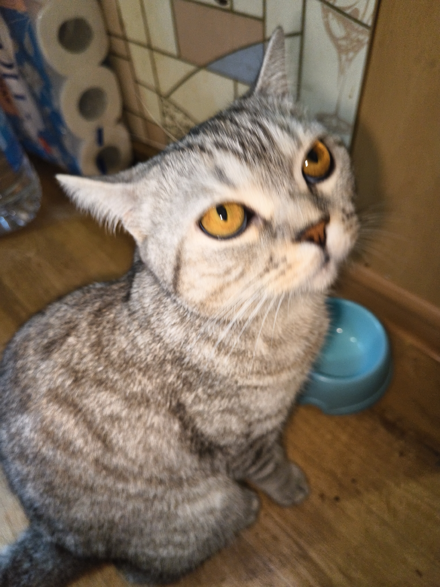 A close-up, slightly blurry shot captures a grey tabby cat with bright orange eyes looking upwards. The cat is sitting on a wooden floor, with a blue pet bowl to its right. In the background, to the left, is a stack of toilet paper rolls in plastic packaging. Behind the cat, a tiled wall is visible, with a plain brown wall to the far right.