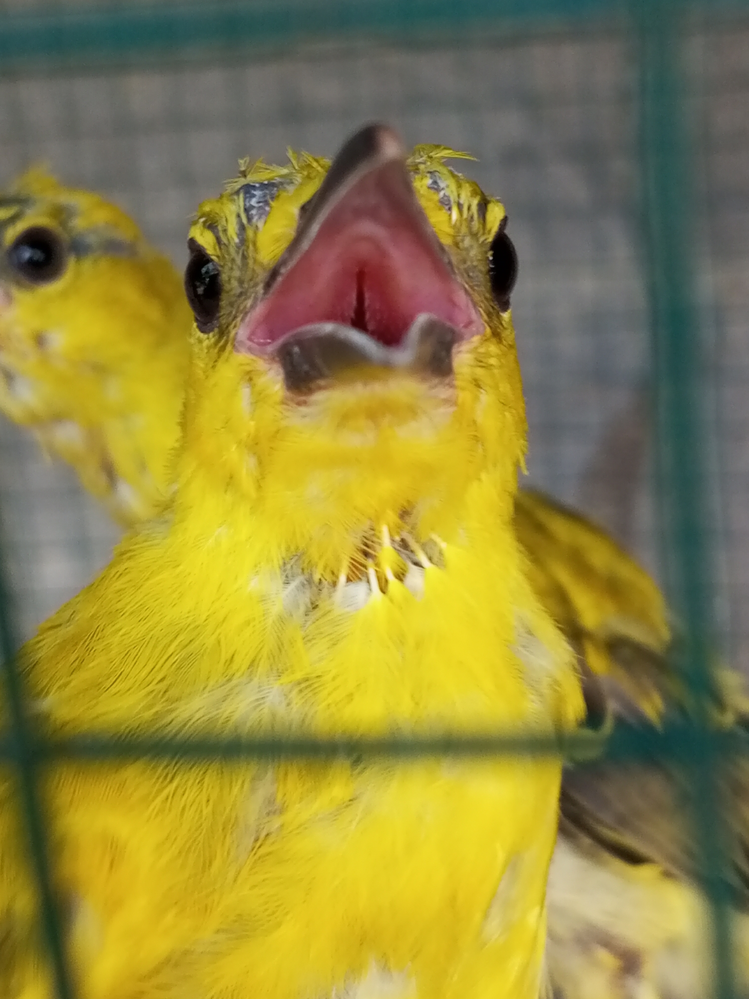 A close-up shot shows a yellow bird with its beak wide open, seemingly chirping or calling out. Its feathers appear somewhat ruffled on its head. A second, partially visible yellow bird stands behind it. They are both in a cage, evidenced by the green bars visible in the foreground. The location given, Tanjongnie, Indonesia, suggests these birds may be indigenous to the region or kept domestically there.