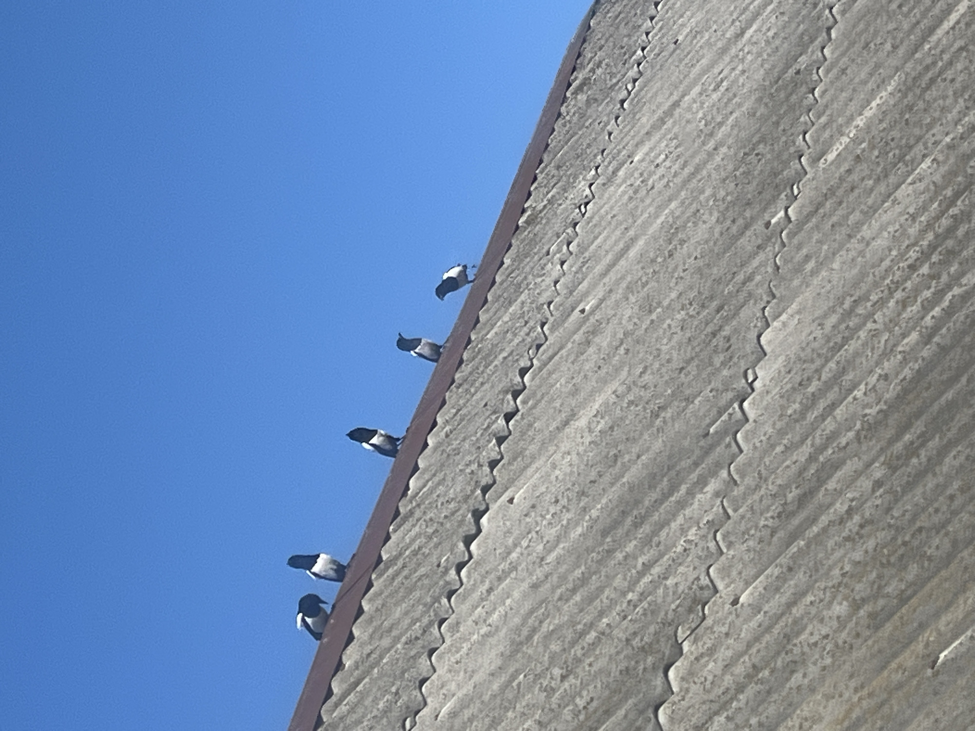 The image shows a building with a corrugated concrete wall in Сосново, Russia, viewed from below against a clear blue sky. Five black and white birds are perched on the metal roof edge of the building. The building's facade is light grey, textured, and angled upwards.