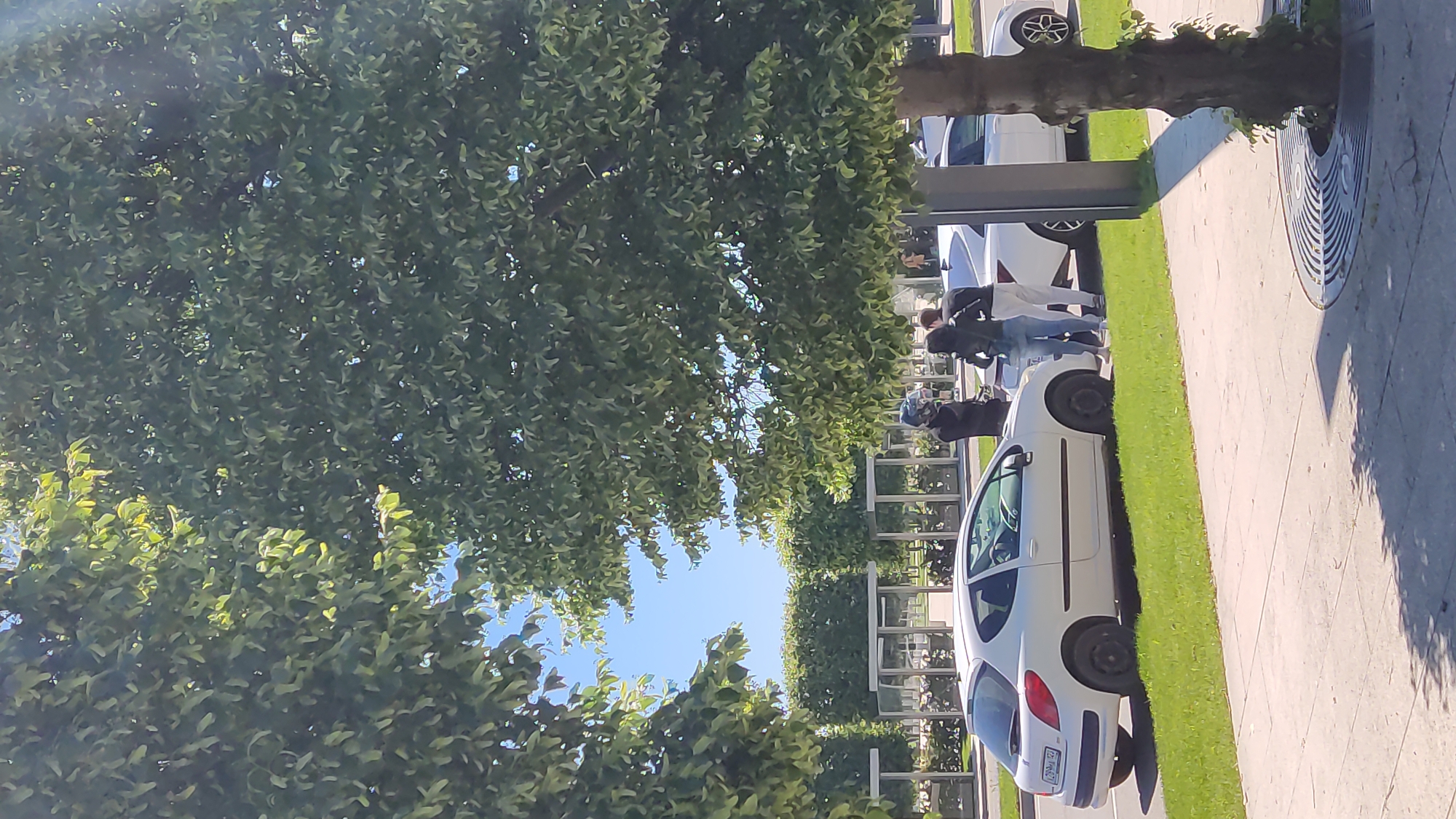 This image, captured in Krasnodar, Russia, depicts an outdoor urban scene on a clear, sunny day. The perspective is rotated sideways, but if viewed upright, it shows a street or parking area lined with trees and a sidewalk.
The foreground is dominated by a dense canopy of green trees, suggesting a well-vegetated area or park alongside the road. A strip of vibrant green grass separates a row of parked cars from a paved sidewalk. Several white cars are visible, including a prominent white hatchback (likely a Peugeot 207) with a visible Russian license plate reading "092 РН 93". Another white car is partially seen behind it, and further down the street, a dark-colored vehicle and a white SUV with distinct wheel rims are parked.
On the sidewalk, several people are present. In the mid-ground, two individuals are seen bending over near the white hatchback, suggesting they might be interacting with the car, loading/unloading items, or examining something. One person wears a dark jacket, and another has a lighter top and jeans. Further along the sidewalk, other figures are visible, some standing. A metal tree grate is embedded in the pavement around the base of a tree trunk near the sidewalk. The background features modern-looking glass and metal structures or railings, possibly belonging to an adjacent building or a landscaped barrier.
The strong sunlight creates clear shadows, indicating it is daytime, likely mid-morning or afternoon. The overall impression is a typical sunny day in an urban environment with greenery and parked vehicles, where people are engaged in casual activities near their cars.