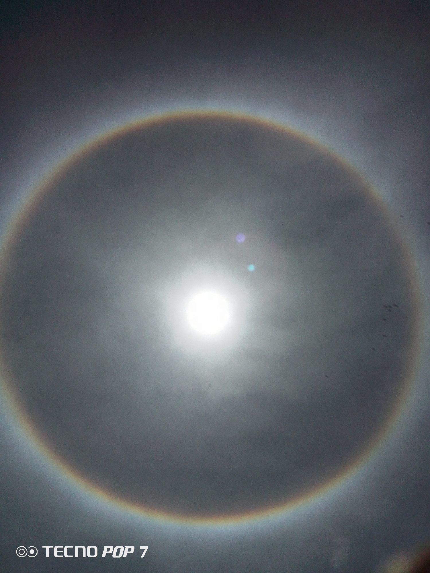 The image depicts a 22° halo around the sun, a common atmospheric optical phenomenon. The halo is a bright, circular arc of light surrounding the sun, displaying the colors of the spectrum. The sky behind the halo appears to be overcast or hazy. Some birds can be seen in the right side of the frame. The bottom left corner of the image contains the text "TECNO POP 7". The image appears to have been taken in Pedro González, Venezuela.
