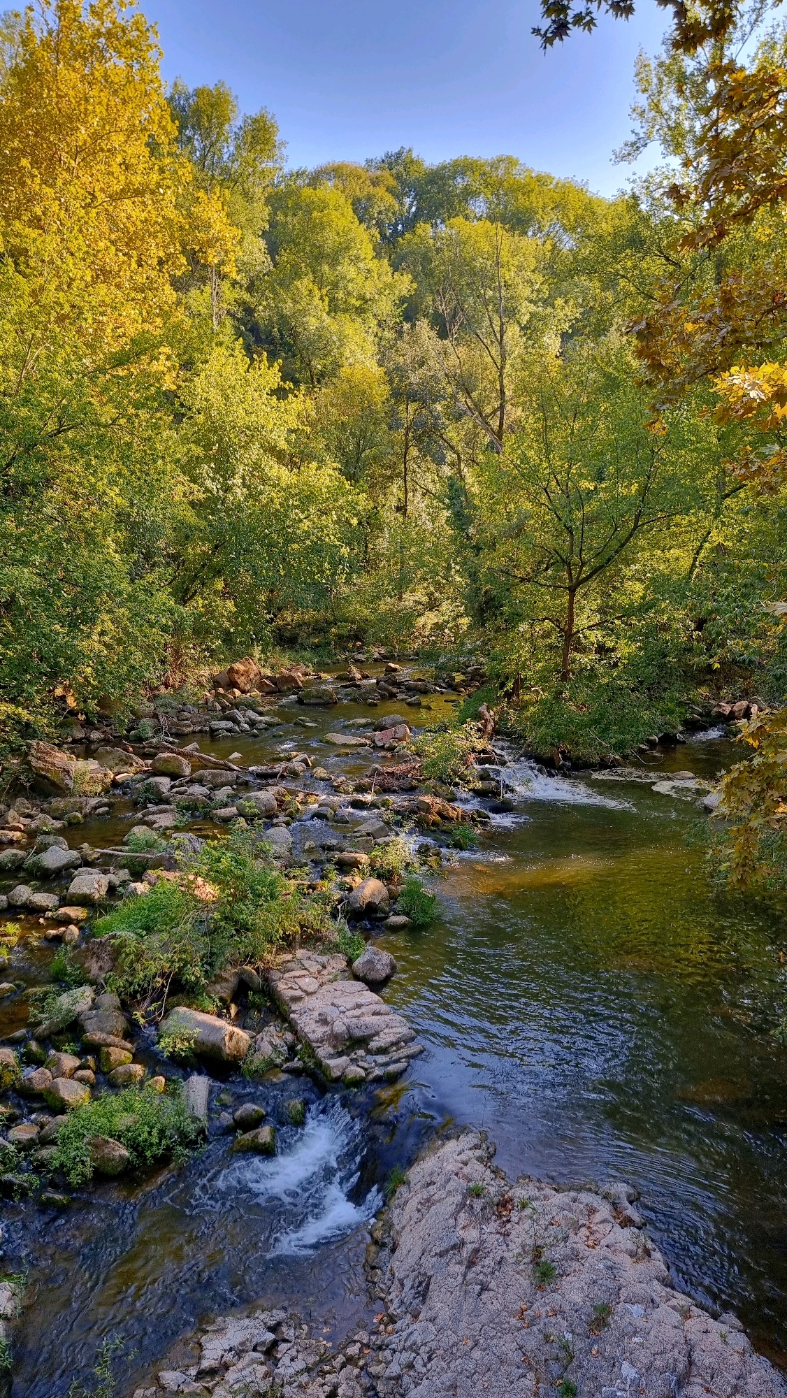 The image depicts a natural scene of a rocky river flowing through a lush, green forest with trees displaying early autumn foliage. The sky is a clear, bright blue. The riverbed is filled with numerous smooth, gray rocks of varying sizes, some of which are partially submerged in the water. Small cascades and rapids are visible where the water flows over the rocks, creating whitewater. Green vegetation, including bushes and small trees, grows along the riverbanks and among the rocks. The trees on the surrounding hillsides are a mix of vibrant greens and yellows, indicating the change of seasons. The sunlight casts dappled shadows across the water and the forest floor, highlighting the textures of the rocks and leaves. The scene is tranquil and undisturbed, suggesting a natural, undeveloped area. While the request specifies Sant Joan les Fonts, Spain, this is not visually verifiable from the provided image itself.