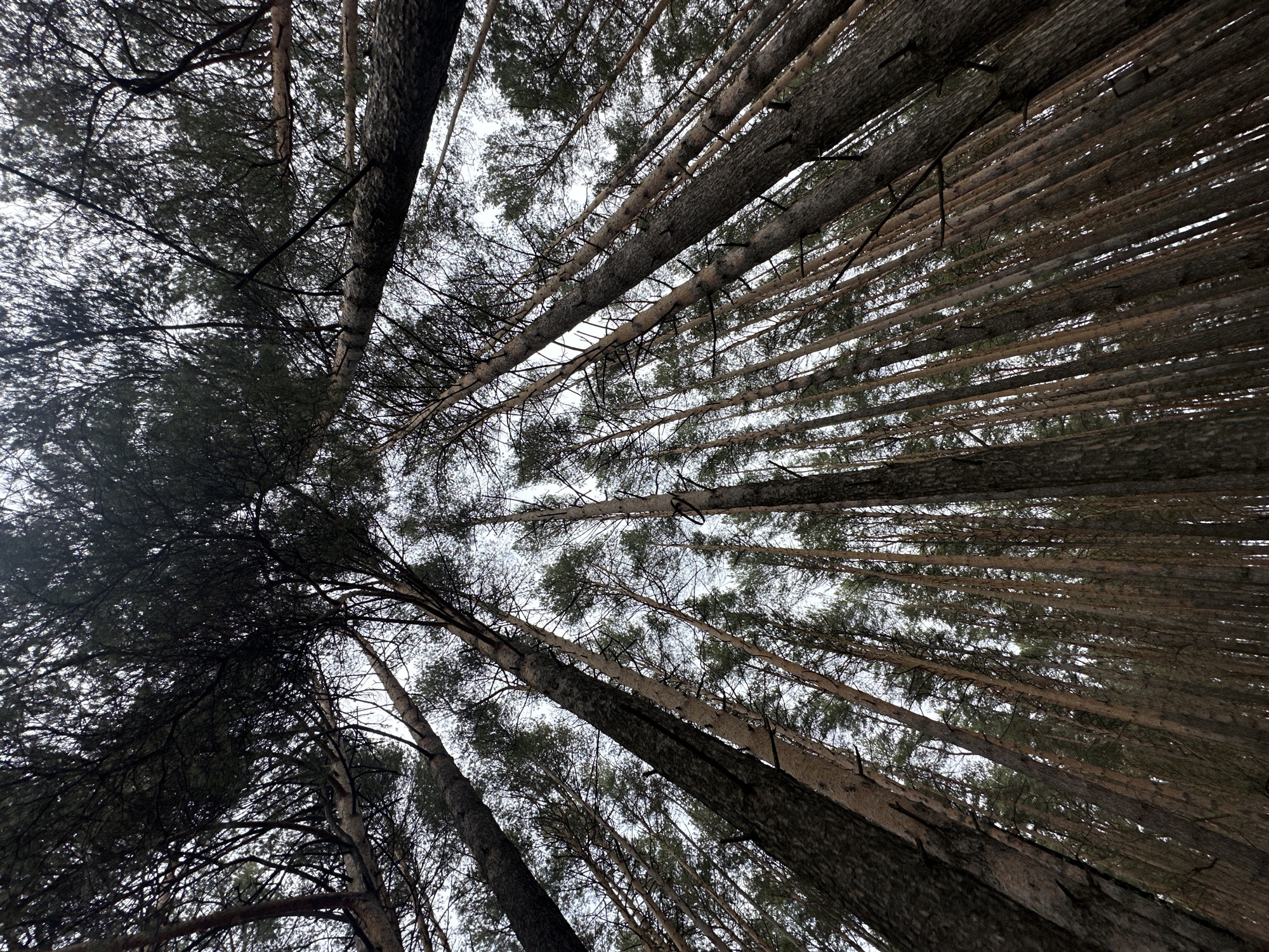 The image shows a low-angle view upwards into a dense forest. The trees are tall and slender, with their trunks and branches filling most of the frame. The sky is visible in small patches between the treetops. The location is the city of Chaikovsky, Russia. The environment appears to be natural with no people or obvious artifacts visible in the shot.