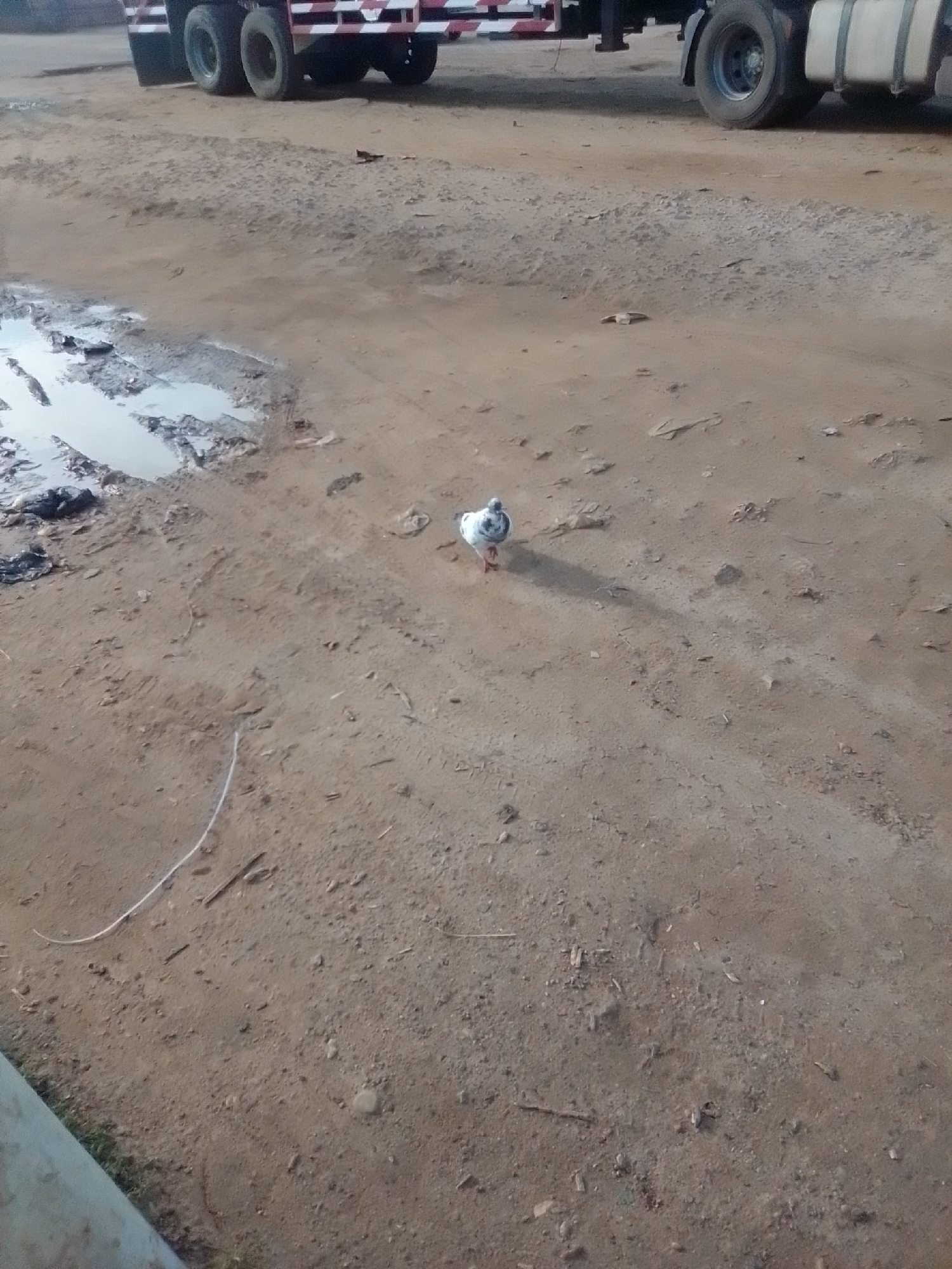 In Kwadon, Nigeria, a lone pigeon stands on a dirt road. The pigeon is white and grey, with orange legs. The road is muddy and wet, with several puddles visible. A large truck is parked in the background, its wheels and part of its chassis are visible. The truck appears to be a commercial vehicle, with red and white reflective tape on its side. The overall environment suggests a rural or industrial setting.