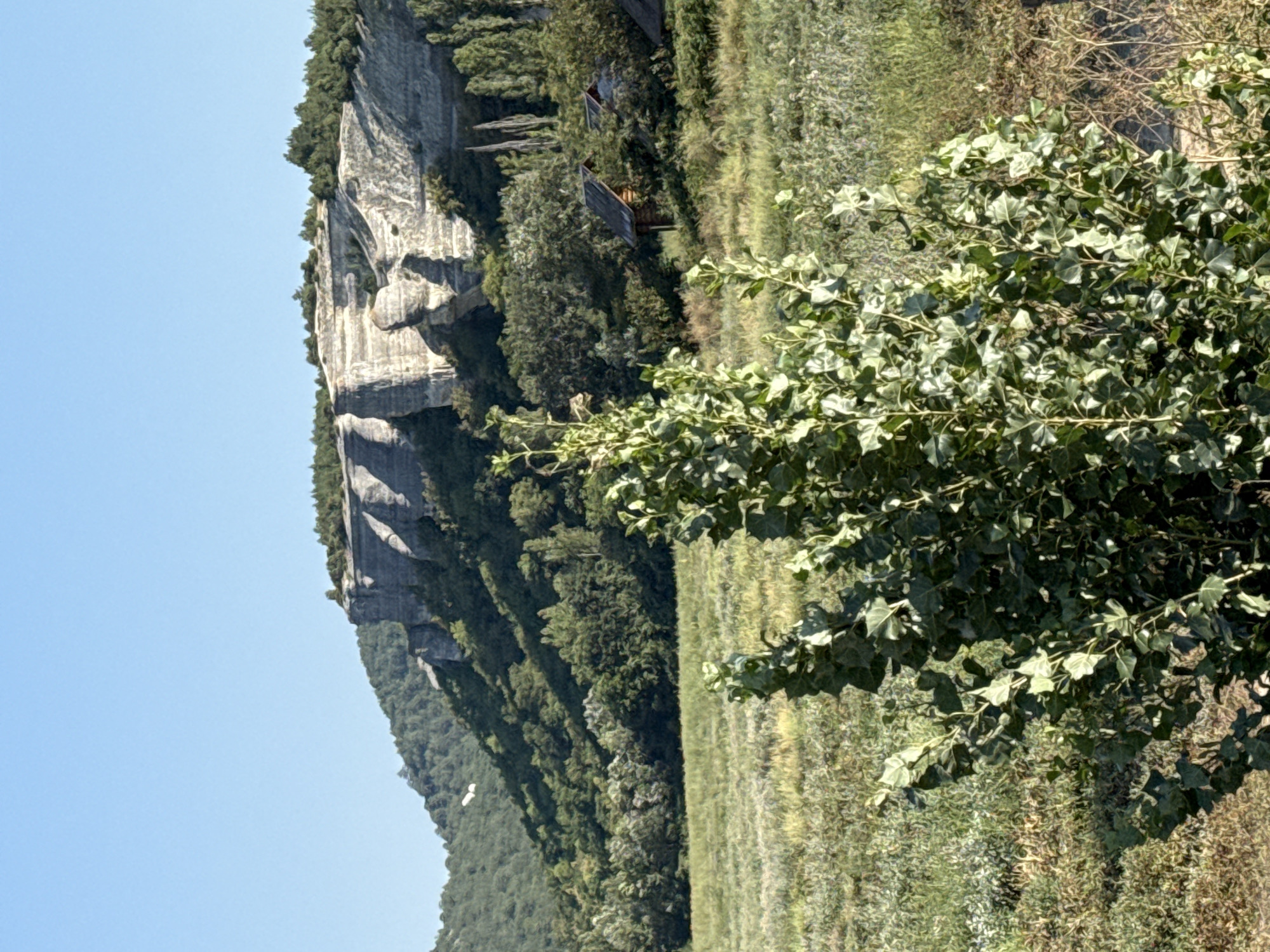 A low-angle, outdoor, eye-level, full shot captures a natural landscape under a clear blue sky. In the foreground, a dense, leafy green shrub dominates the right side of the frame, its foliage casting shadows on the dry, tan-colored grass and brown vegetation of the field behind it. The field stretches towards a line of trees and a rocky cliff face in the midground. The cliff is a pale gray, weathered stone with distinct horizontal striations and dramatic overhangs, appearing eroded and textured. Green trees with varied foliage cover the slopes leading up to and around the cliff, creating a lush, verdant backdrop. Nestled amongst the trees on the right side of the midground are two small, rustic wooden structures with dark, peaked roofs, partially obscured by the surrounding greenery. The scene is peaceful and appears to be a rural or natural setting. The location is Красномакское сельское поселение, Ukraine.
