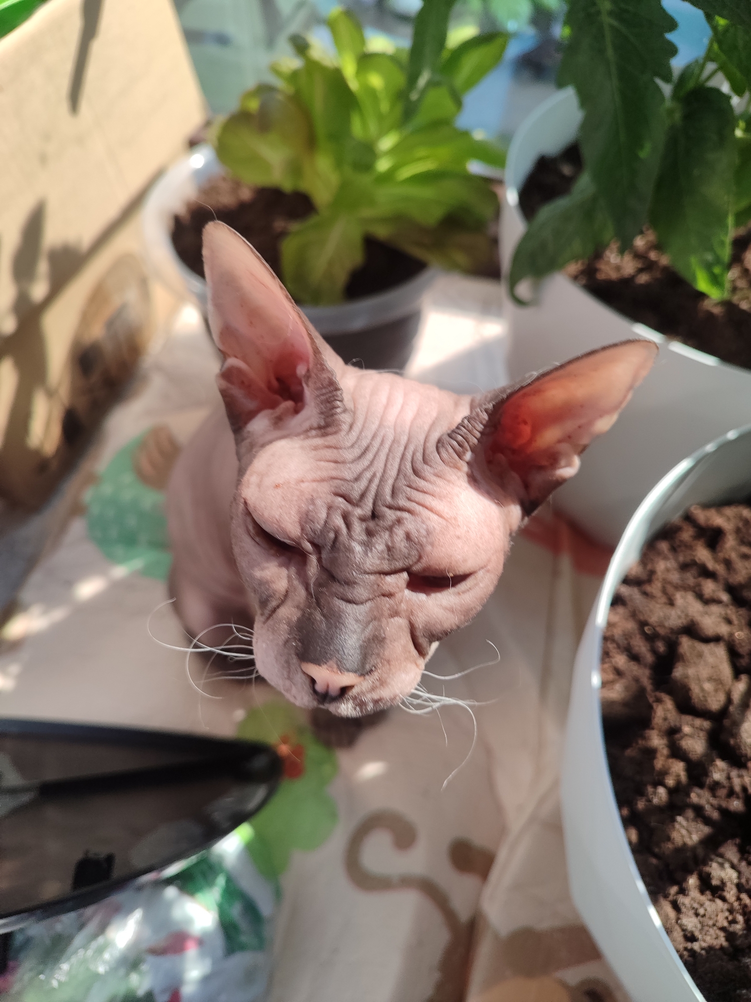 A hairless cat with closed eyes is centered in the image, surrounded by potted plants. The pots are white except for one in the background that is black. The cat's skin is wrinkled and pinkish-brown. Its whiskers are white and sparse. There is a blurred object in the lower left of the frame. The background appears to be a light-colored patterned surface. There is no visible information to confirm the location in Izhevsk, Russia.