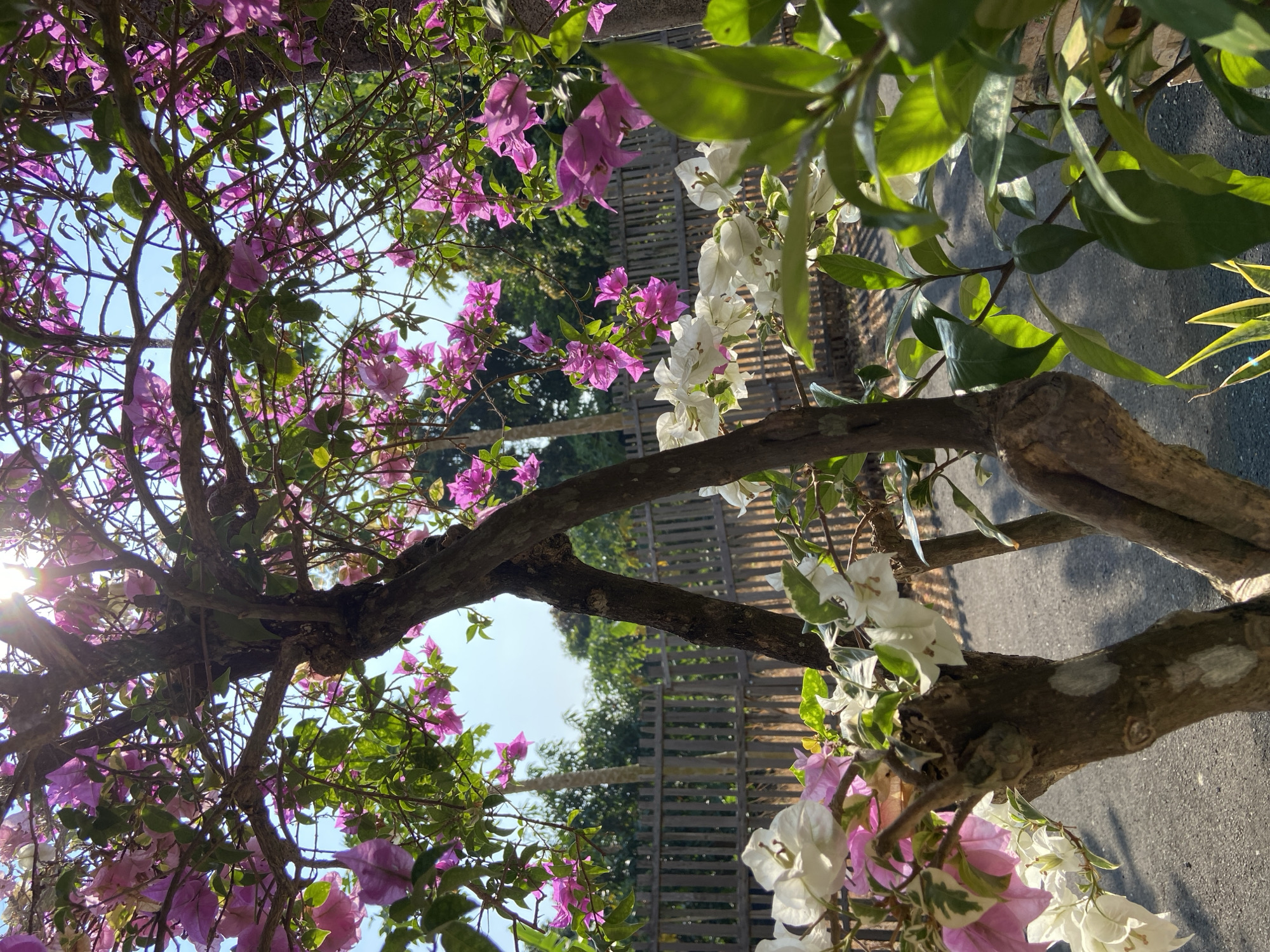 The image shows a close-up of bougainvillea flowers in bloom, with bright pink and white bracts. The flowers are growing on a tree with a thick, gnarled trunk. In the background, a wooden fence is visible, behind which are trees and foliage. The scene appears to be outdoors, likely in a garden or yard. The lighting suggests it is daytime, with sunlight filtering through the leaves and flowers, creating a dappled effect. The ground beneath the tree is paved with asphalt. The image was captured in Margorejo, Indonesia.