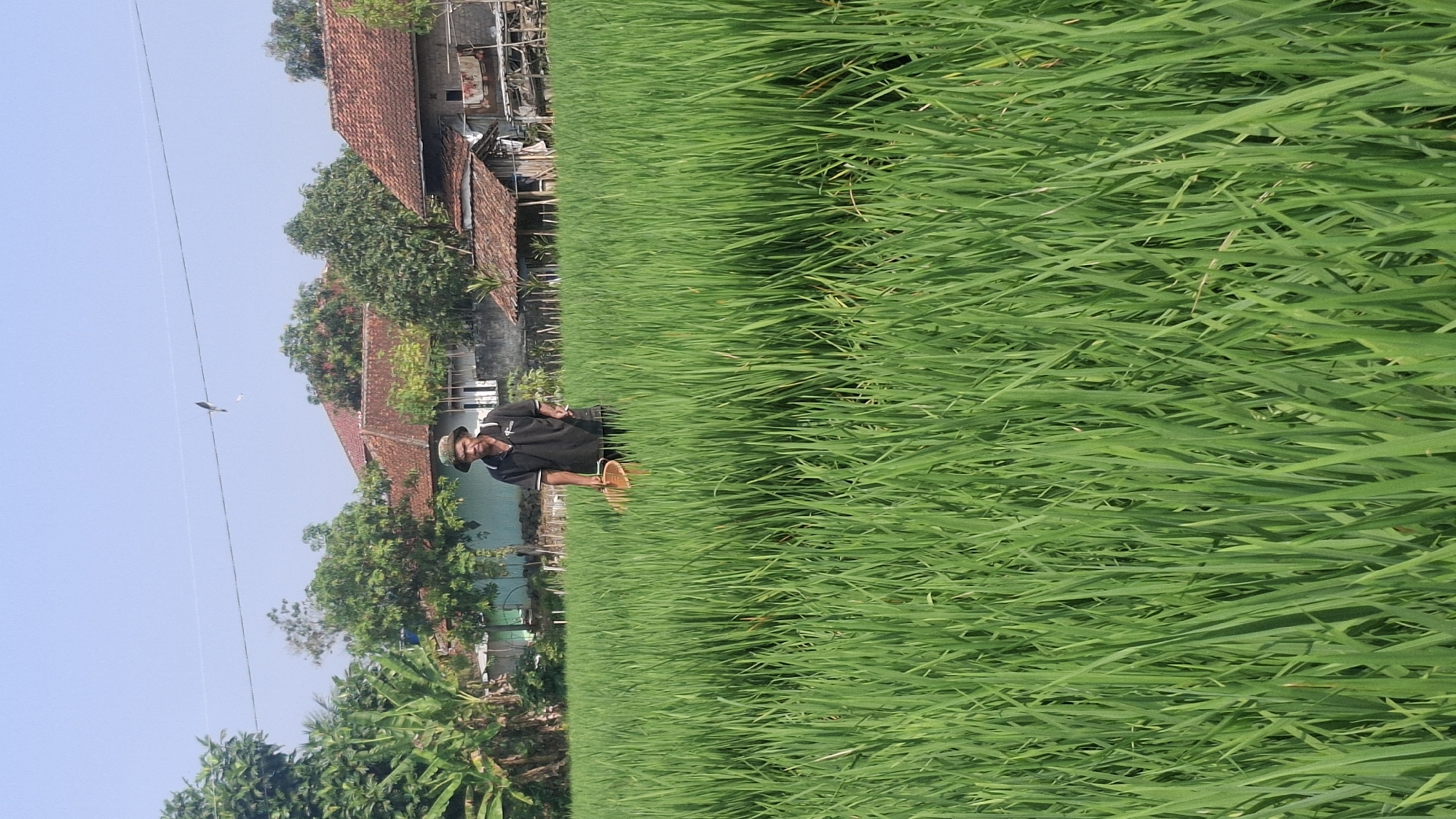 An elderly Indonesian man wearing a dark t-shirt and a straw hat stands in a lush green rice paddy field in Rahong, Indonesia. He is holding a woven basket in his right hand. The field is dense with young rice plants, which reach up to his chest. In the background, several houses with red-tiled roofs are visible, interspersed with trees and other vegetation. The sky is clear and blue, suggesting a sunny day. The man appears to be engaged in work related to the rice cultivation, possibly harvesting or tending to the crops. The overall scene depicts a rural agricultural landscape.