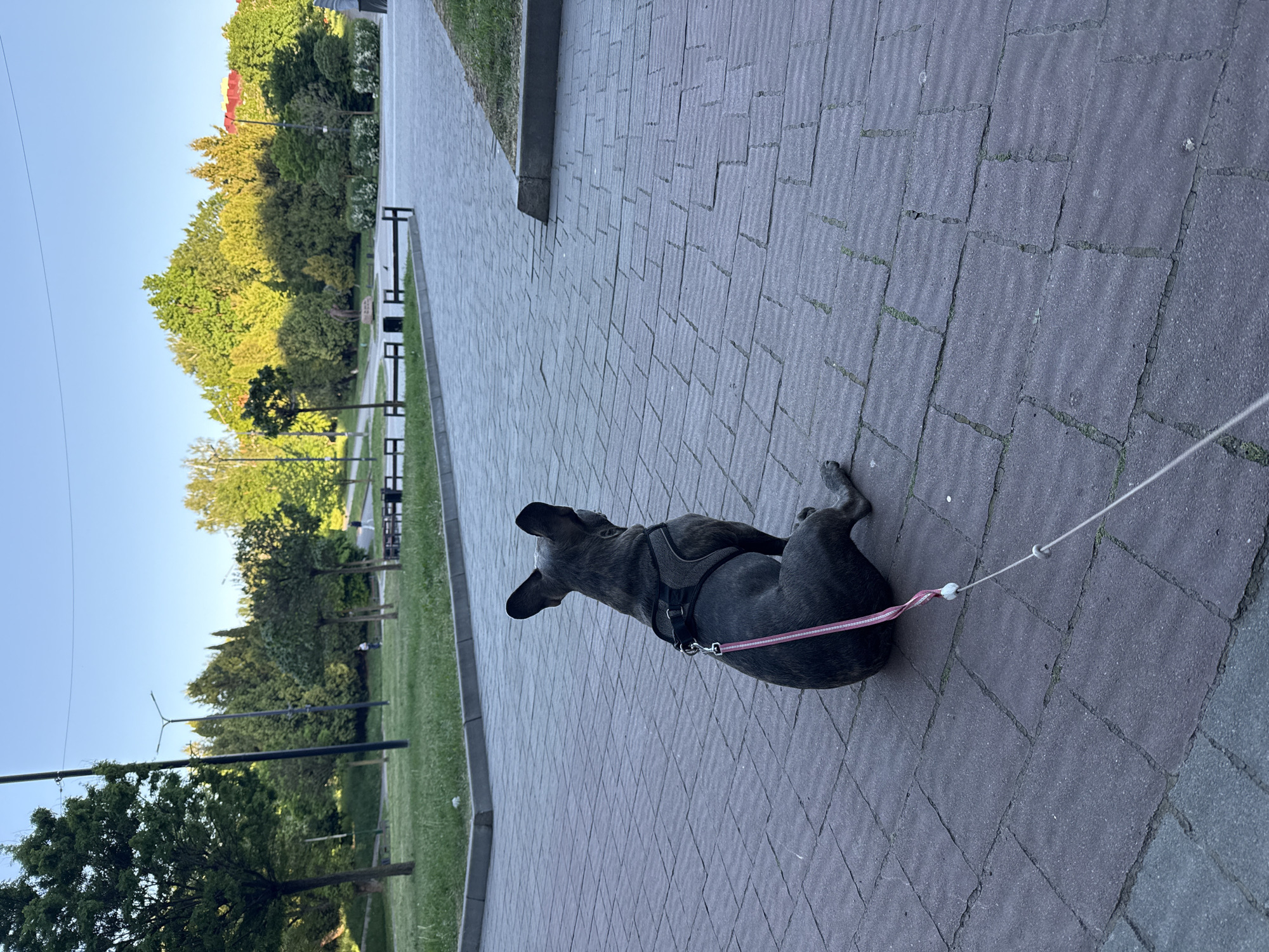A brindle French Bulldog is lying on a paved walkway. The dog wears a black harness with a pink leash. The walkway consists of grey and red bricks. In the background, trees and park benches are visible. The location is in Ternopil, Ukraine.