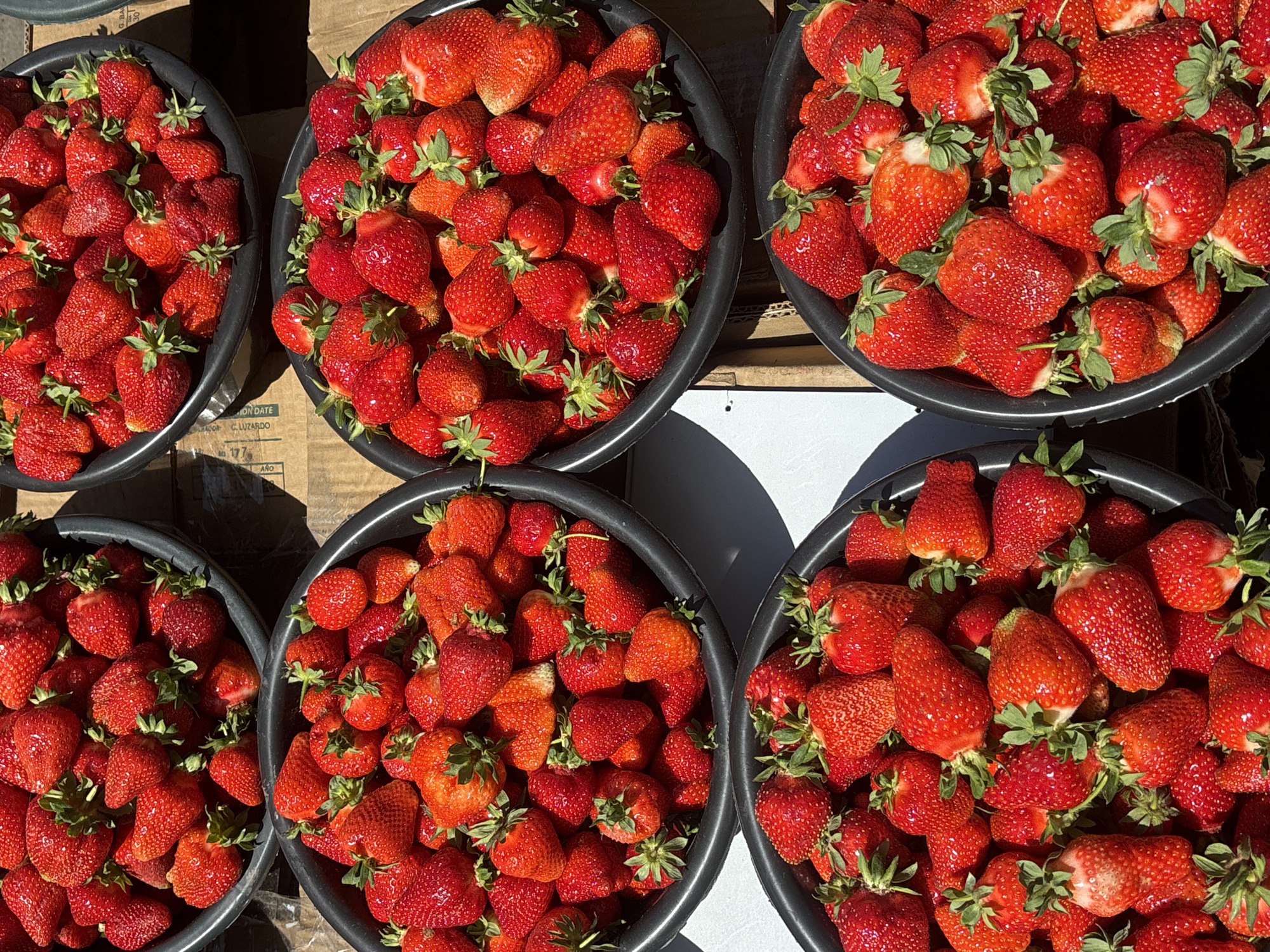 The image shows five bowls of strawberries, arranged closely together on what appears to be a white surface. The bowls are black and filled to the brim with ripe, red strawberries. The strawberries have green stems, and some have attached leaves. The lighting is bright, creating highlights and shadows across the scene. The background includes a glimpse of cardboard, possibly a packaging material. The image is taken at a close range. There is no indication in the image that the location is in Yerevan, Armenia.