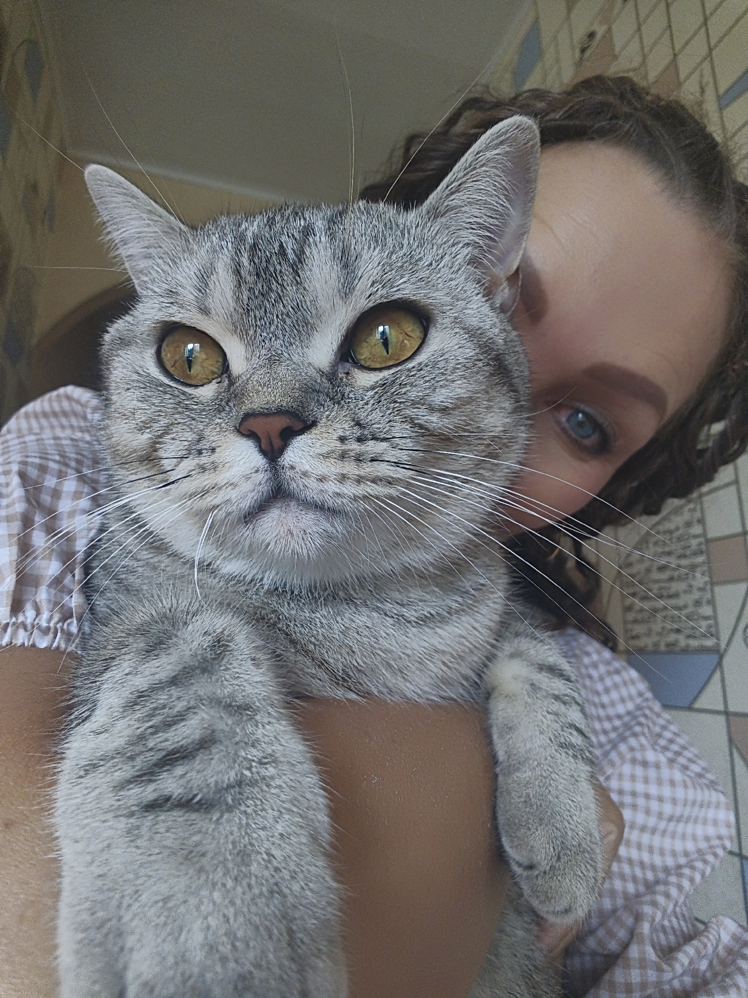 In a close-up, indoor shot with a shallow depth of field, a grey tabby cat with bright yellow eyes is held by an unseen person. The cat's head is centered and facing forward, filling the majority of the frame. Its fur exhibits distinctive grey tabby markings. The cat's right ear is visible, as are its whiskers. Part of the person's face, including their blue eye and dark curly hair, is visible behind the cat's head, suggesting a selfie or a close interaction. The person is wearing a light-colored shirt with a checkered pattern. The background consists of a tiled wall with a geometric pattern. The lighting is natural and appears to be from an overhead source.