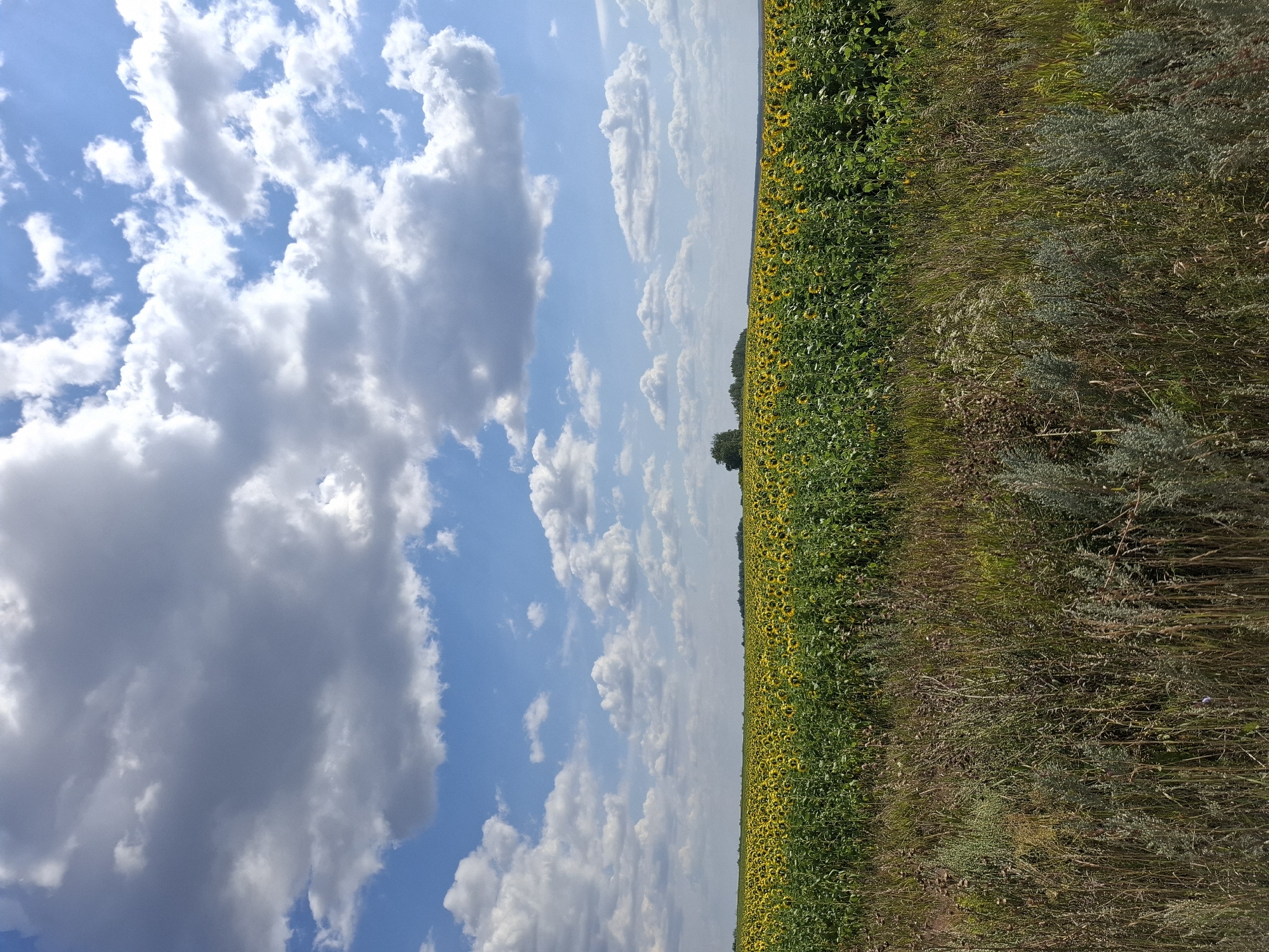 A wide shot captures a vast sunflower field under a bright blue sky dotted with fluffy white and gray clouds. The field of sunflowers stretches to the horizon, their yellow heads facing the sun. In the distance, a small cluster of trees breaks the uniformity of the field, and a faint line of trees marks the very edge of the horizon. In the foreground, a strip of uncultivated land is covered with dry grasses and a few wispy, silver-green plants. The scene is natural and serene, with no people or animals visible. The location is confirmed to be Bol'shaya Osinovka, Russia.