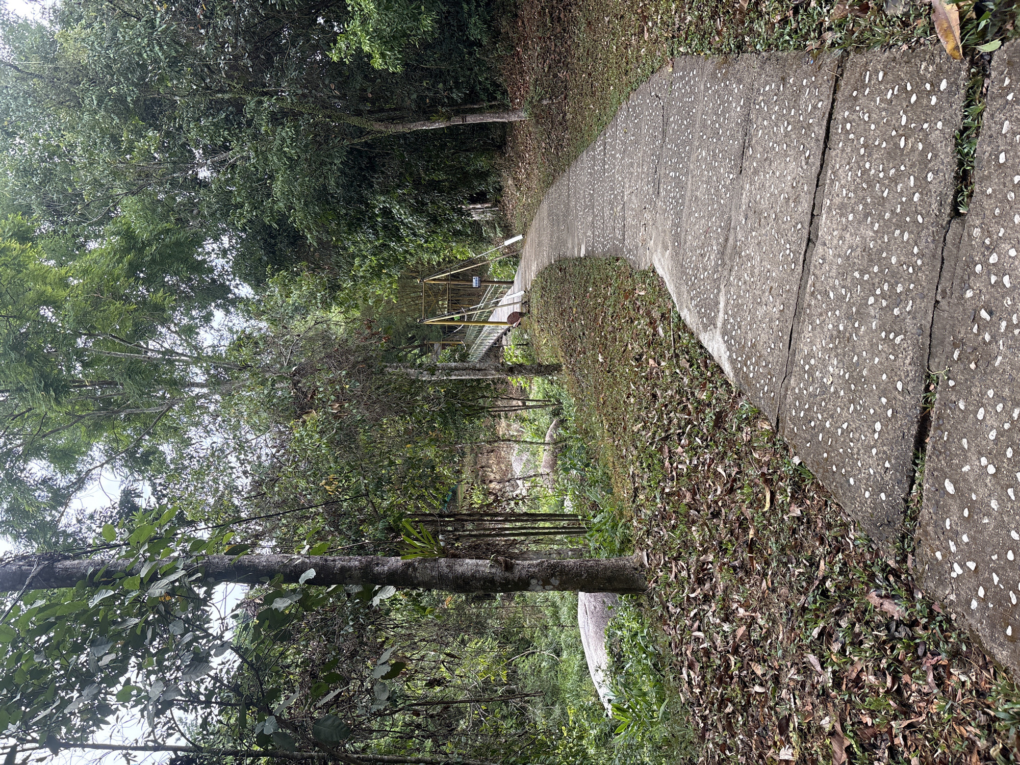 The image depicts a pathway in a wooded area. The pathway is paved with a gray concrete surface, marked with white aggregate. The pathway curves slightly into the distance. The sides of the pathway are covered with fallen leaves and green undergrowth.
To the left of the pathway is a dense area of trees and vegetation. A small, partially visible bridge with yellow railings spans a drainage feature.
The location is outdoors in a natural setting, possibly near Khánh Vĩnh, Khánh Hòa, Vietnam.