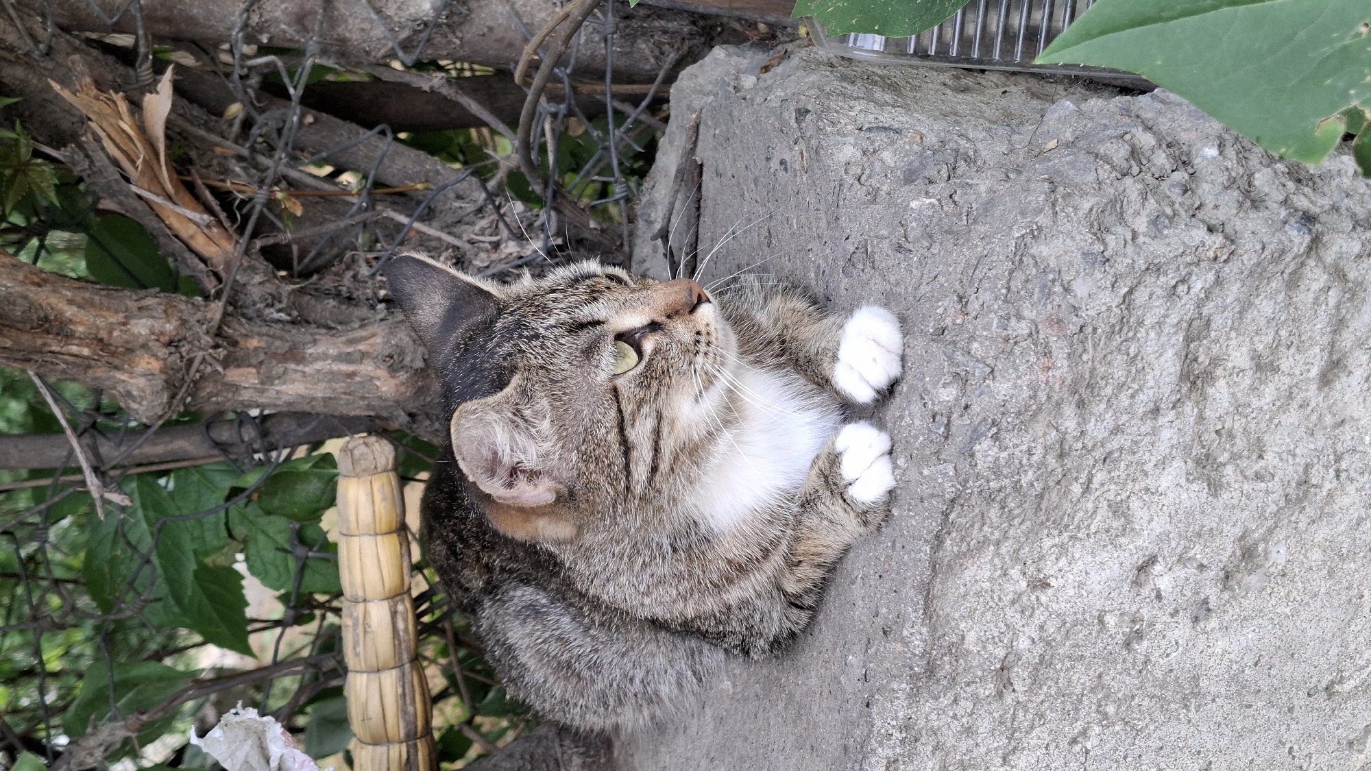 A tabby cat with green eyes rests on a rough concrete surface, its body curled up and its paws tucked in. The cat is looking upwards, with its nose slightly tilted and whiskers fanned out, suggesting it might be watching something. Its fur is a mix of brown, gray, and black stripes, with a white patch on its chest. The concrete it is on appears weathered and textured.
In the background, there are elements of an outdoor environment. A wooden branch, possibly part of a tree or fence, runs diagonally across the left side of the image. Some wire fencing is visible tangled with the branch and some green foliage. A bundled object made of straw or reeds is tied with twine and stands vertically next to the branch. Further back, more green leaves and a hint of what looks like a wire grate can be seen.
The overall scene suggests an outdoor setting, possibly a yard or garden area. The lighting appears to be natural, indicating it could be daytime, but the exact time of day or weather conditions are not discernible. There is no visible text in the image. The cat's posture and gaze evoke a sense of curiosity or attentiveness. The location context is Shymkent, Kazakhstan.