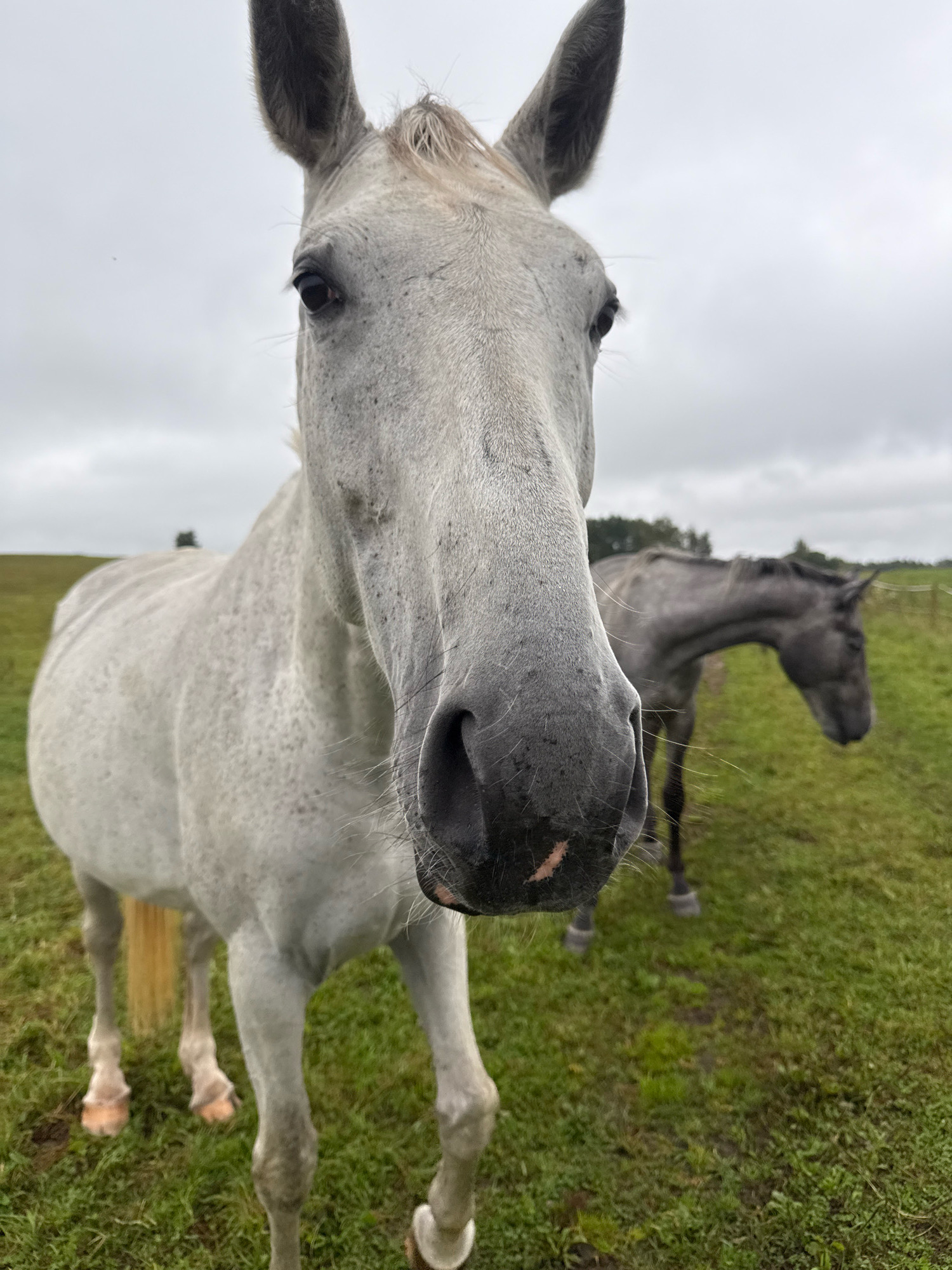 A close-up, low-angle shot captures a pale grey horse's face dominating the foreground, its head turned directly towards the camera. The horse's large, dark eye is visible, along with its black muzzle, which has a faint pinkish hue in places. Its ears are pointed upwards and slightly forward. Behind this horse, and out of focus, stands a second, darker grey horse grazing in a grassy field. The background consists of a hazy, overcast sky and a treeline in the distance. The location is identified as Galinė, Lithuania.