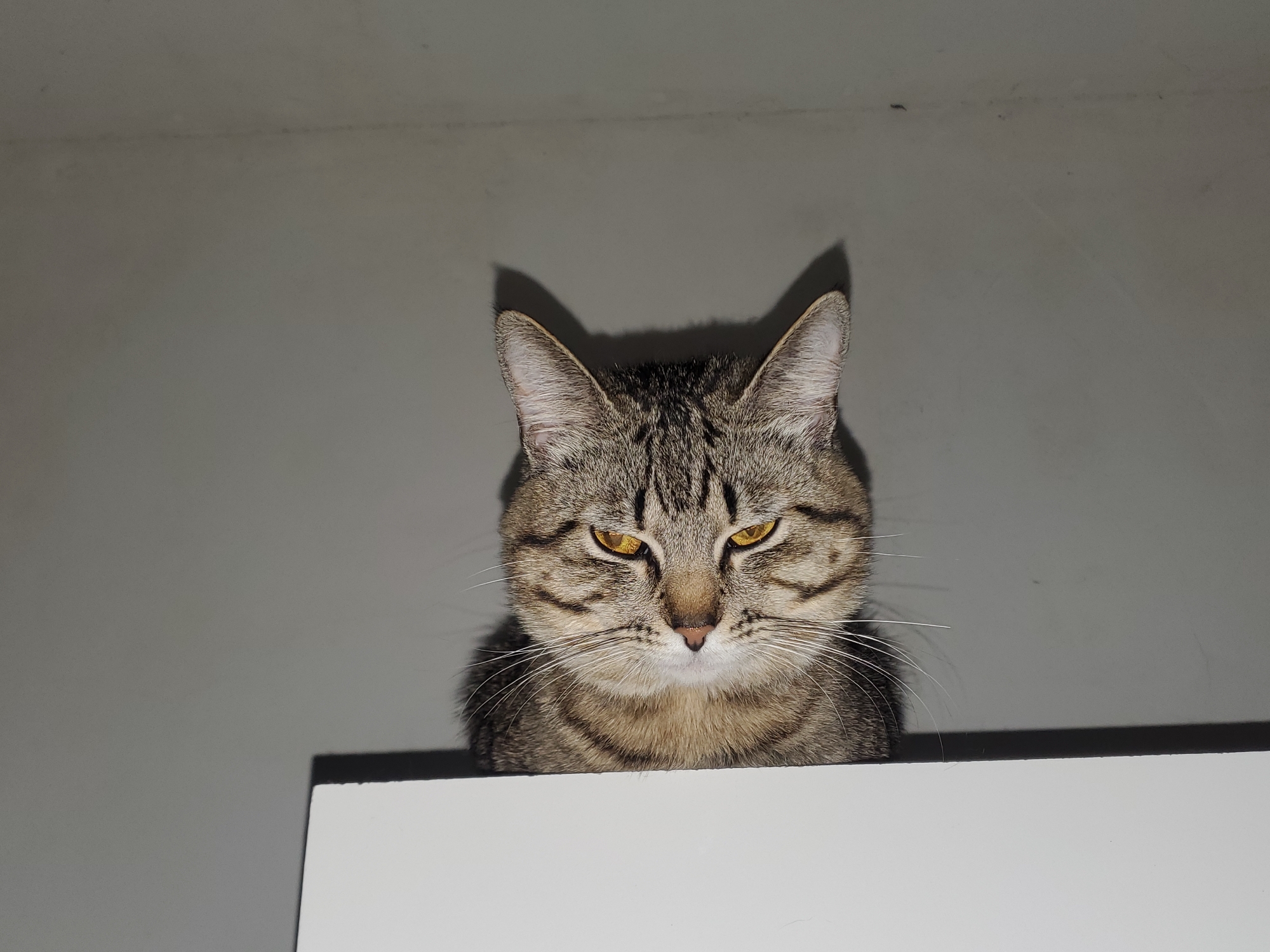 A medium shot depicts a tabby cat with yellow eyes peering over the top of a white surface, possibly a piece of furniture. The cat has dark stripes on its head and body and long, white whiskers. The background consists of a light gray wall, with shadows of the cat's ears visible above it. The cat's expression appears stern or watchful. No information about location in the city of Curitiba, Brazil, can be determined from the image.