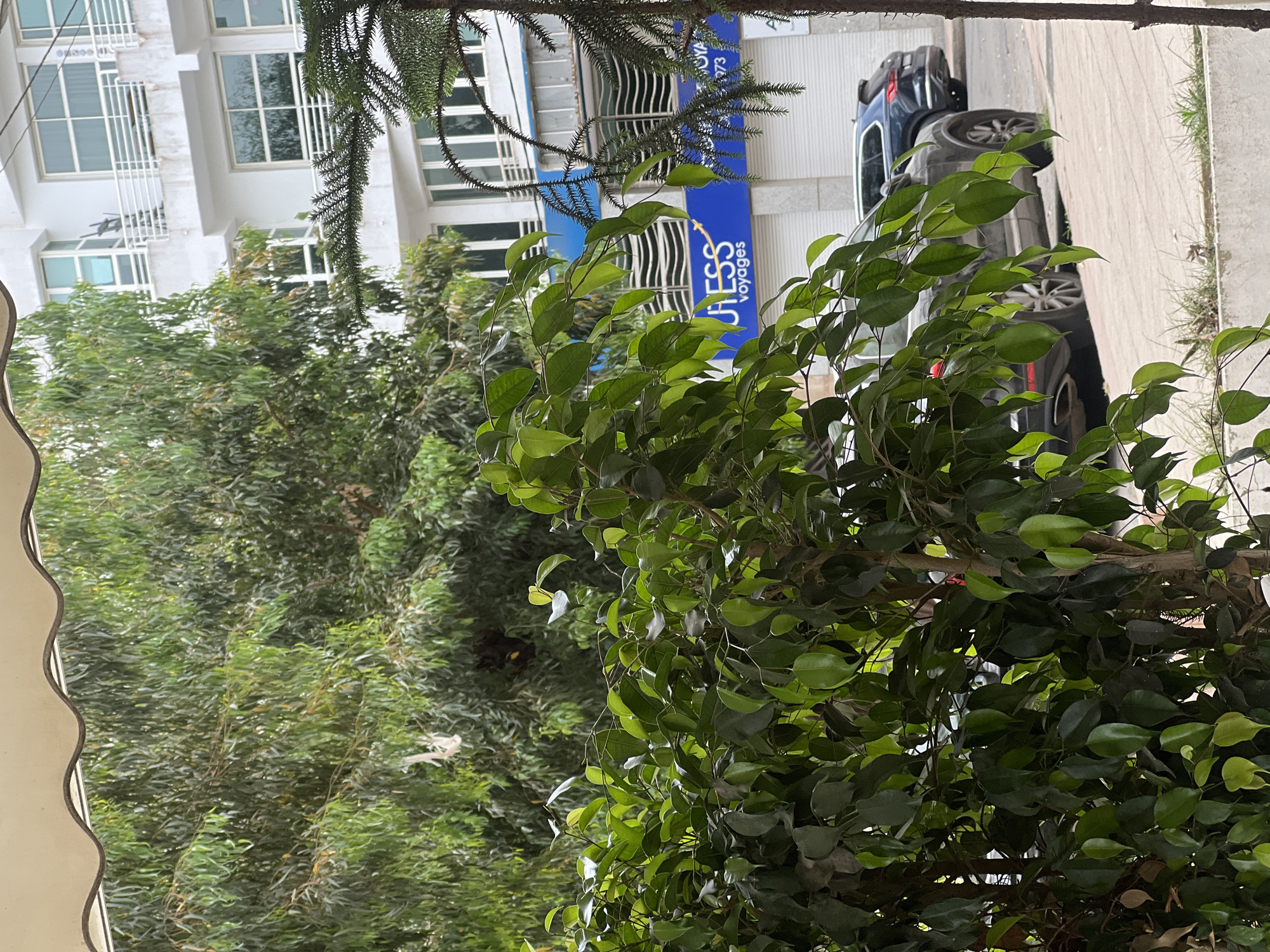 The image captures an urban street scene in Casablanca, Morocco, viewed from a slightly elevated perspective. An off-white awning with a wavy edge frames the top of the photograph. The immediate foreground is dominated by a dense, leafy green plant, likely a Ficus benjamina, with numerous small, vibrant leaves obscuring parts of the midground.
In the midground, a paved street or parking area runs parallel to a concrete curb. Two dark-colored SUVs are parked along this curb; the rear of a dark grey SUV is partially visible behind the foreground foliage, followed by a darker blue SUV parked further back. Behind the vehicles, a commercial establishment is evident with a prominent blue sign featuring white text that reads "UIESS voyages" alongside a white airplane graphic. Portions of other white signage and closed white roll-down shutters are also visible on the same building level. To the right, the trunk and spiky branches of a coniferous tree are present.
The background consists primarily of a multi-story, modern white building. This structure features numerous large, rectangular windows and multiple balconies with white railings. Various other green trees with slender leaves are interspersed throughout the scene, contributing to the urban greenery. No individuals are visible within the frame. The scene is illuminated by natural daylight.