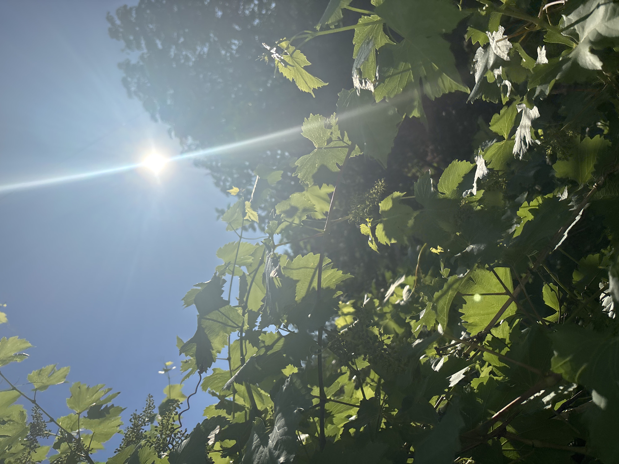 The image is a close-up, low-angle shot of grapevines against a bright blue sky. The sun is high and directly visible, creating a lens flare that streaks across the image. Lush green grape leaves and developing grape clusters are in the foreground, with sunlight filtering through them, highlighting their veins and textures. In the background, silhouetted trees are visible, suggesting an outdoor setting, possibly a vineyard or a garden. The overall impression is one of a sunny, warm day. The location is noted as Unknown, Unknown.