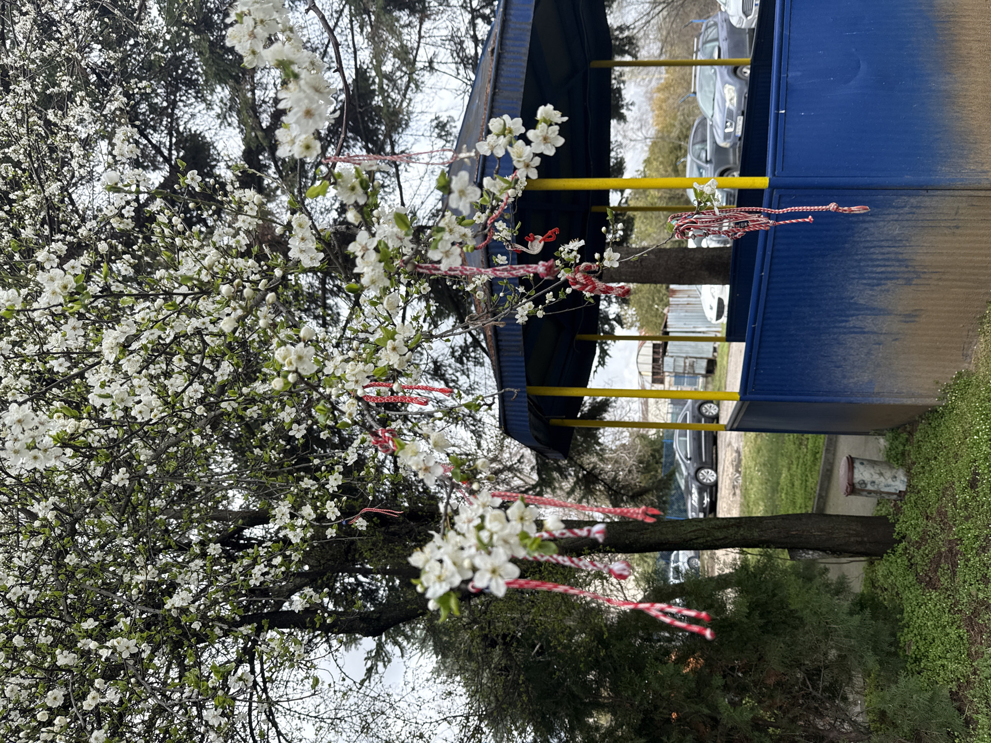 The image shows a blossoming tree in front of a blue and yellow bus stop in Sofia, Bulgaria. The tree is covered in white flowers, and several Martenitsa, red and white intertwined threads, are tied to its branches. Cars are visible parked behind the bus stop. The ground is covered in grass and vegetation. The overall impression is that of a springtime scene in an urban environment.