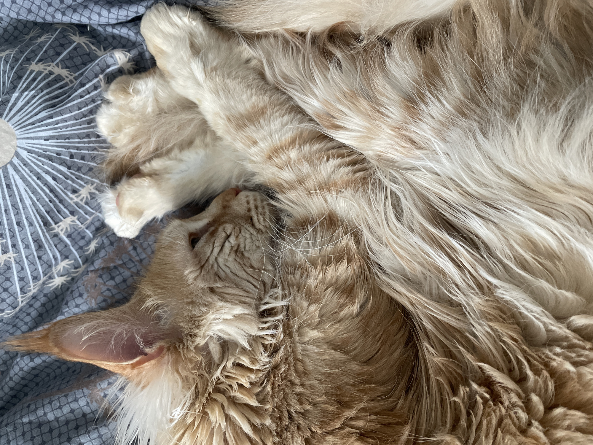 A close-up, high-angle shot depicts an orange tabby cat sleeping on a gray patterned bedspread. The cat is curled up, with its paws near its head. The bedspread has a white radial design. Rozsoshentsi, Ukraine cannot be confirmed as the location based on the visual information.