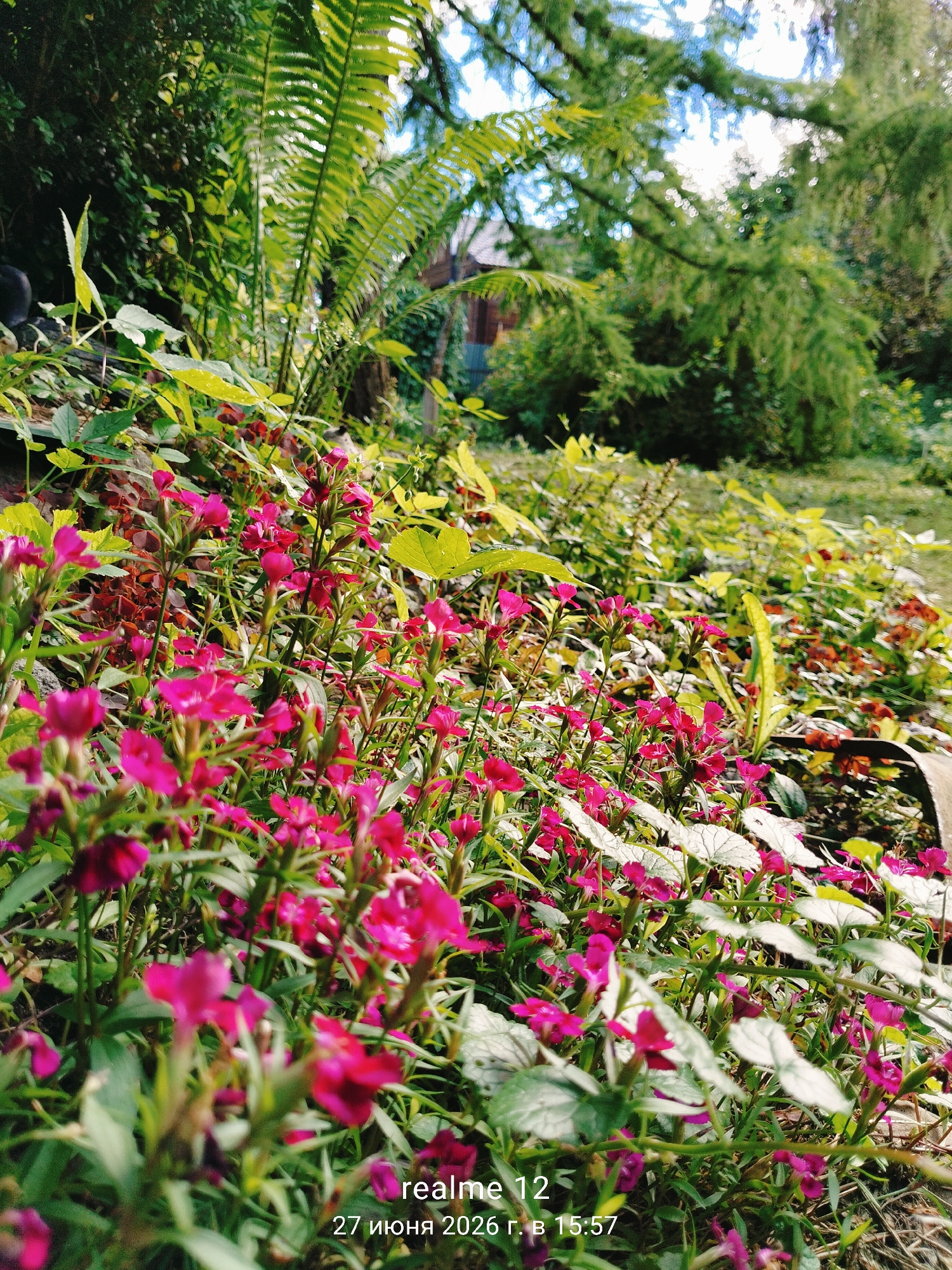 A close-up, low-angle outdoor shot captures a dense patch of vibrant pink flowers and green foliage in what appears to be a garden. The flowers, small and delicate, are clustered on slender stems, with some in full bloom and others as buds. The leaves are varied in shape and shade, with some broad and lime-green, others narrow and dark green. In the background, out of focus, are hints of larger green plants, including ferns, and the suggestion of trees and a building, possibly a house. The lighting indicates it's daytime, with sunlight illuminating the scene from above and slightly to the right, creating highlights on the leaves and flowers. The timestamp at the bottom reads "realme 12 27 июня 2026 г. в 15:57". The location is identified as Novoe, Russia, suggesting this is a private garden or park in that area. There are no people or animals visible in the frame.