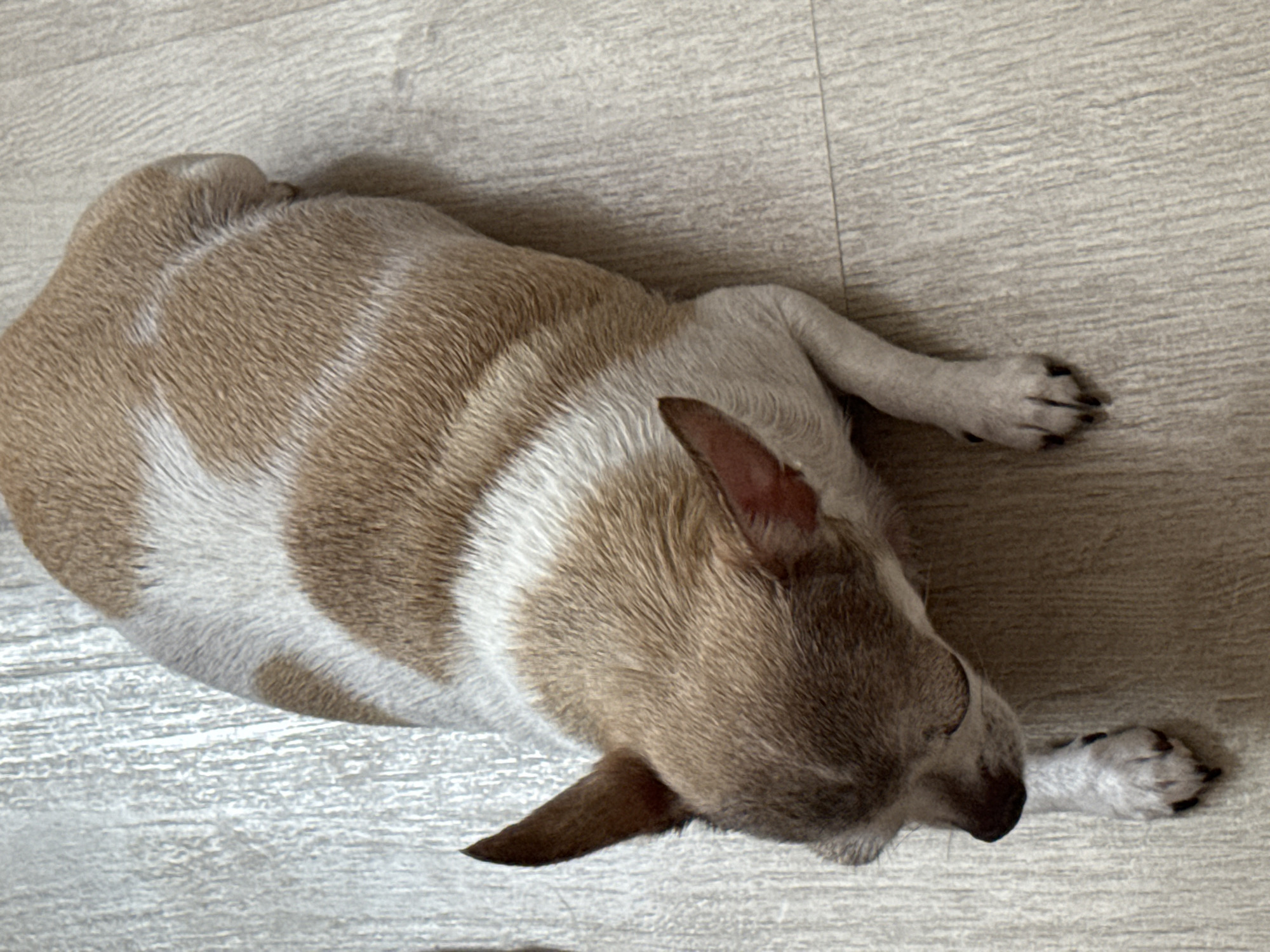 A tan and white chihuahua dog is lying on a light-colored wooden floor. The dog is viewed from above, with its head turned to the left. Its eyes are closed, and its ears are perked up. The dog's body is rounded, suggesting it is overweight. The floor has a wood grain pattern. There are no people or other objects visible in the image. The scene is indoors and appears to be a domestic setting. The location of Tambov, Russia is not discernible from the image itself.