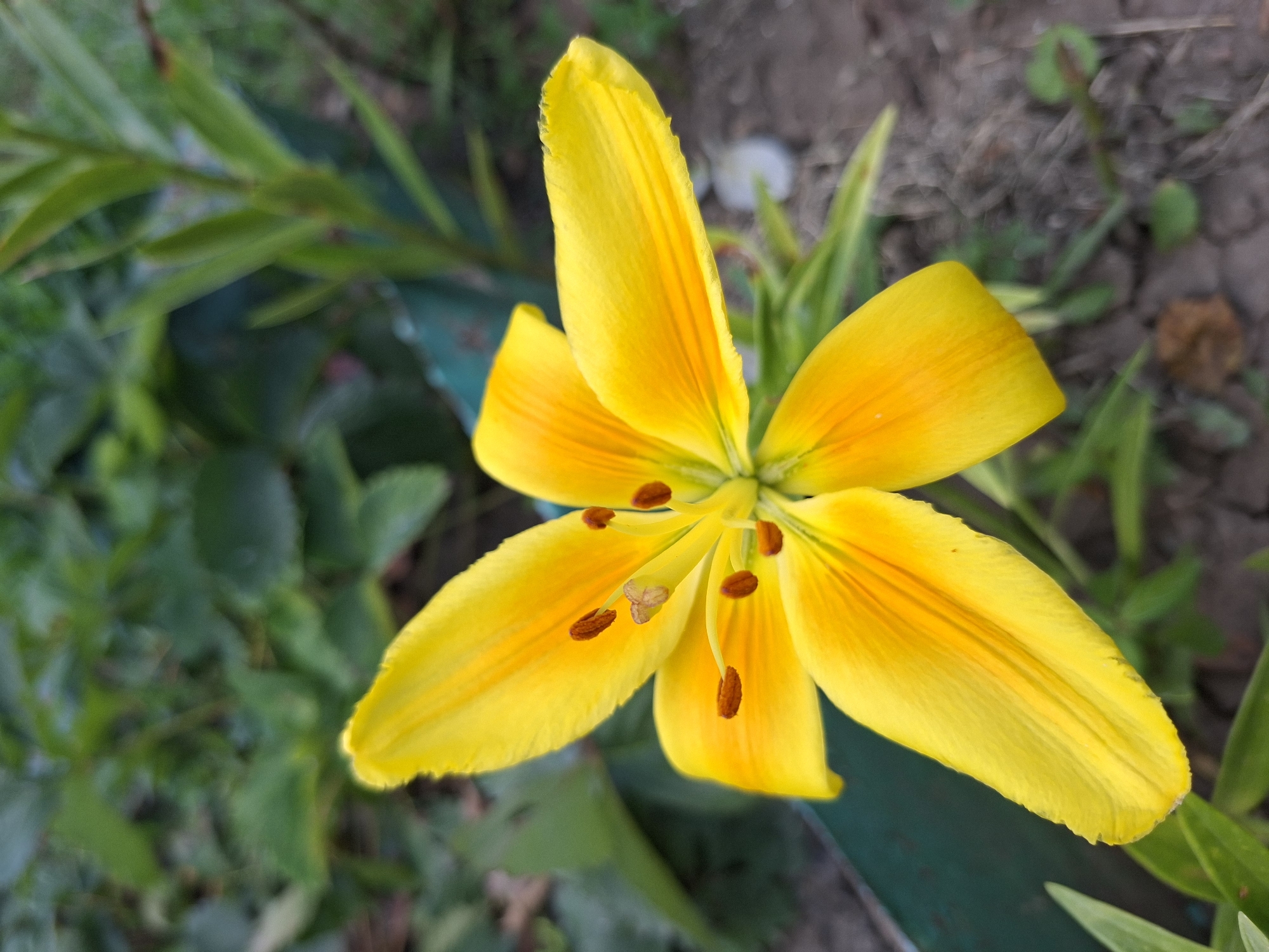 A close-up, eye-level shot shows a vibrant yellow lily in full bloom. The flower's six petals are a bright yellow, transitioning to a deeper orange hue closer to the center. The stamen, tipped with brown anthers, are clearly visible. The background is a blur of green foliage and dark soil, suggesting an outdoor garden setting. The image was captured in Gorkovskiy, Russia.