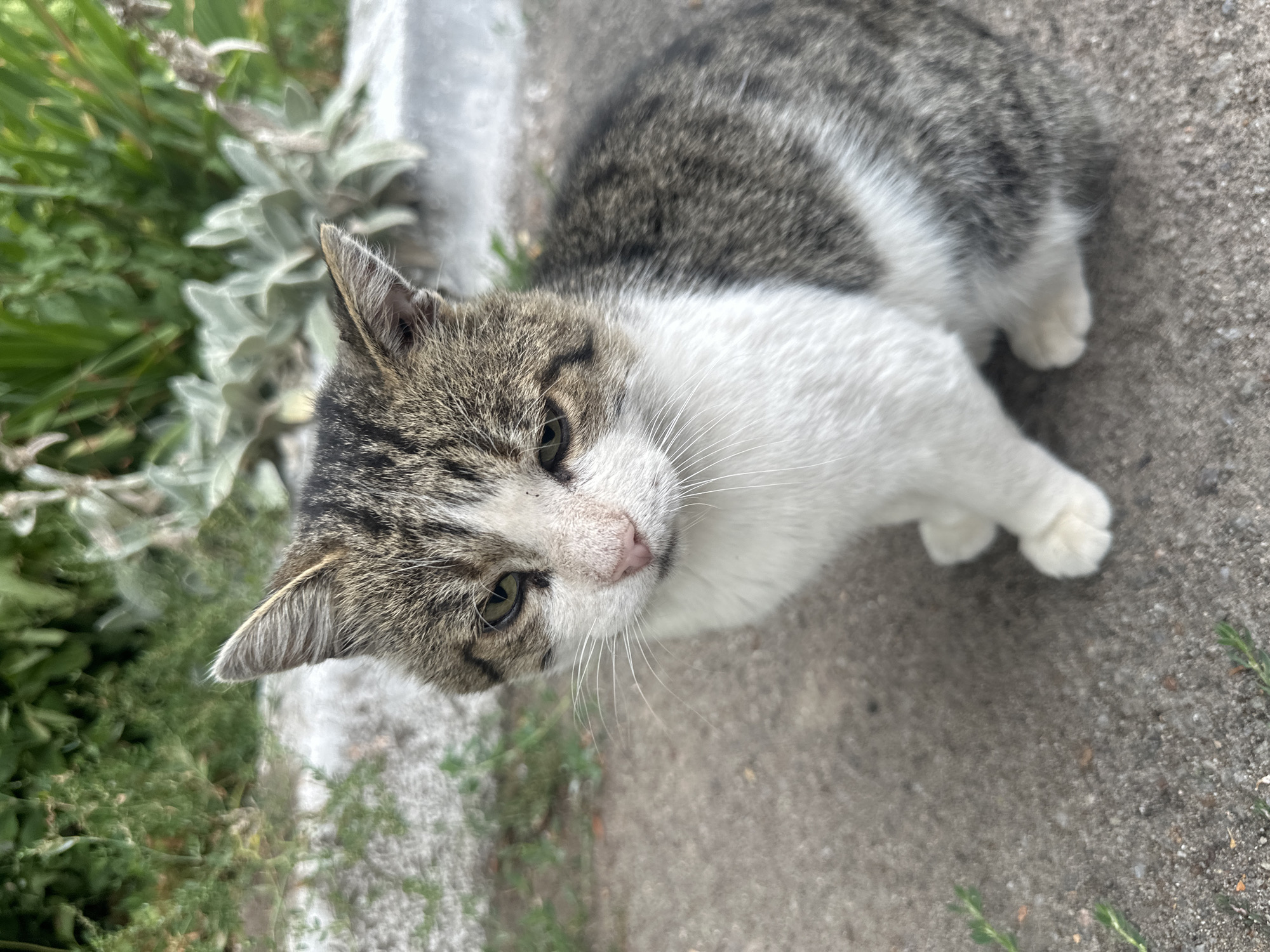 A tabby and white cat is shown from a high-angle shot, lying on a concrete surface with greenery to its left. The cat's fur is a mix of grey tabby markings and white patches. Its head is tilted slightly, and it appears to be looking upwards towards the camera. The cat's eyes are green, and its nose is pink. White whiskers fan out from its muzzle. In the background, there are blurred green plants and a gray, textured surface that seems to be a sidewalk or pathway. The lighting suggests it is daytime, possibly overcast, as there are no strong shadows. The overall scene is a candid outdoor shot of a domestic animal in a natural or semi-urban setting. The location is specified as Khmilnyk, Ukraine. No text is visible in the image.