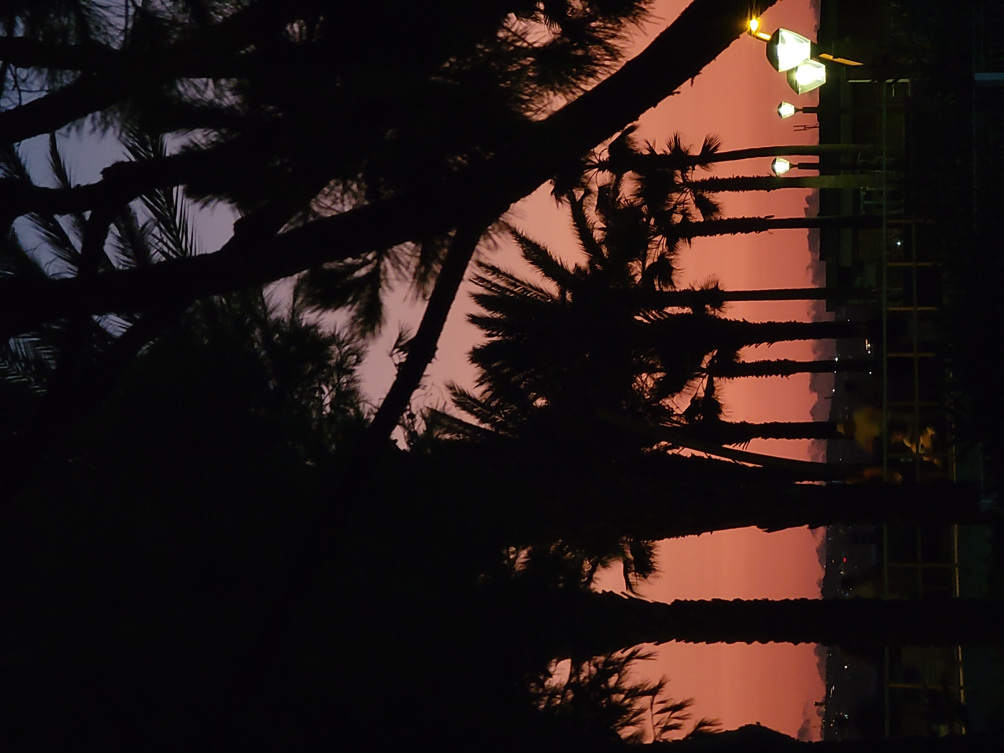 The image depicts a silhouetted view of palm trees against a dusky, orange-hued sky. In the foreground, several palm trees are visible, their fronds and trunks dark against the brighter sky. A large tree trunk and branches dominate the right side of the frame, obscuring parts of the sky and other trees. In the midground, more palm trees are arranged in a line, with some appearing taller than others. Beyond the palm trees, a faint, dark silhouette of buildings and possibly distant hills is visible against the horizon. Several streetlights, glowing with a warm, white light, are positioned in the midground to the right of the frame. They are spaced out along what appears to be a walkway or park area. The overall impression is that of a twilight scene in a coastal or resort town. This scene is consistent with views found along the promenade or park areas in Quarteira, Portugal, known for its palm-lined beaches and similar evening light conditions. The presence of streetlights suggests a public area, likely a promenade or park adjacent to a beach or waterfront. The figures in the background are indistinct, appearing as blurred shapes of people walking or standing, suggesting a public gathering or evening stroll. The sky's gradient of orange and hints of purple indicates the sunset or just after sunset.